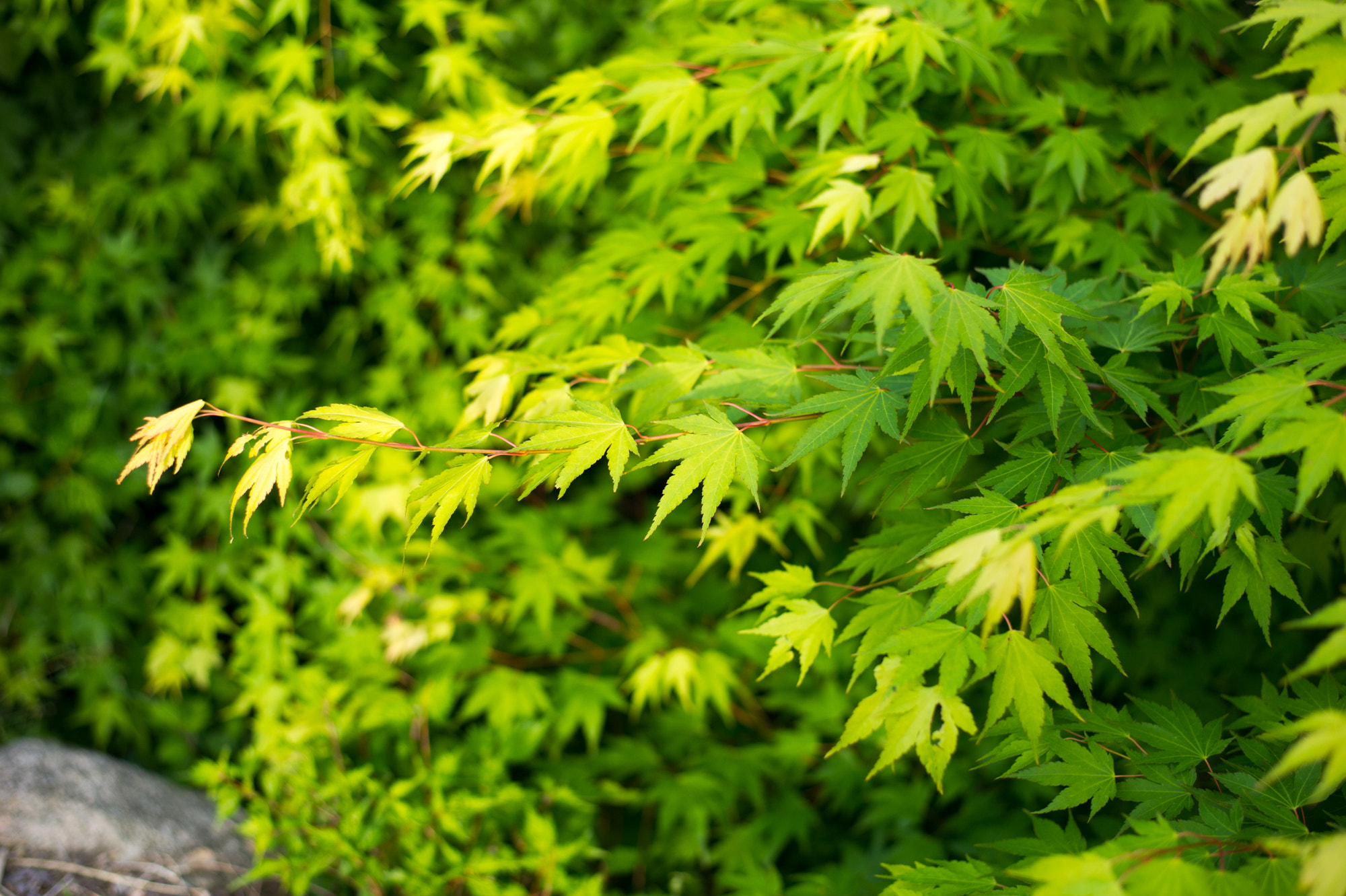 Nikon D3S + Nikon AF-S Nikkor 50mm F1.8G sample photo. Beauty of korea photography