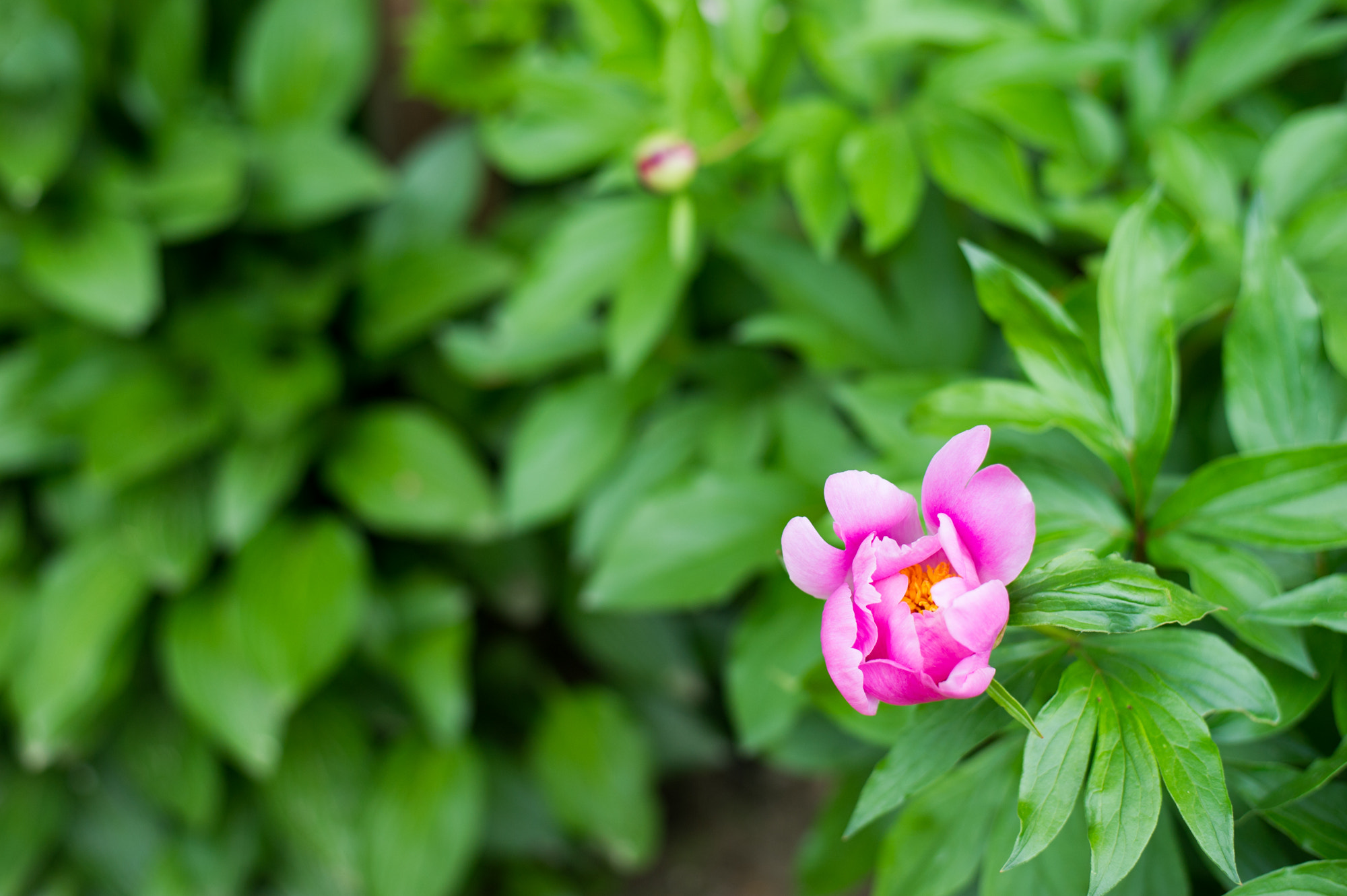 Nikon D3S + Nikon AF-S Nikkor 50mm F1.8G sample photo. Beauty of korea photography