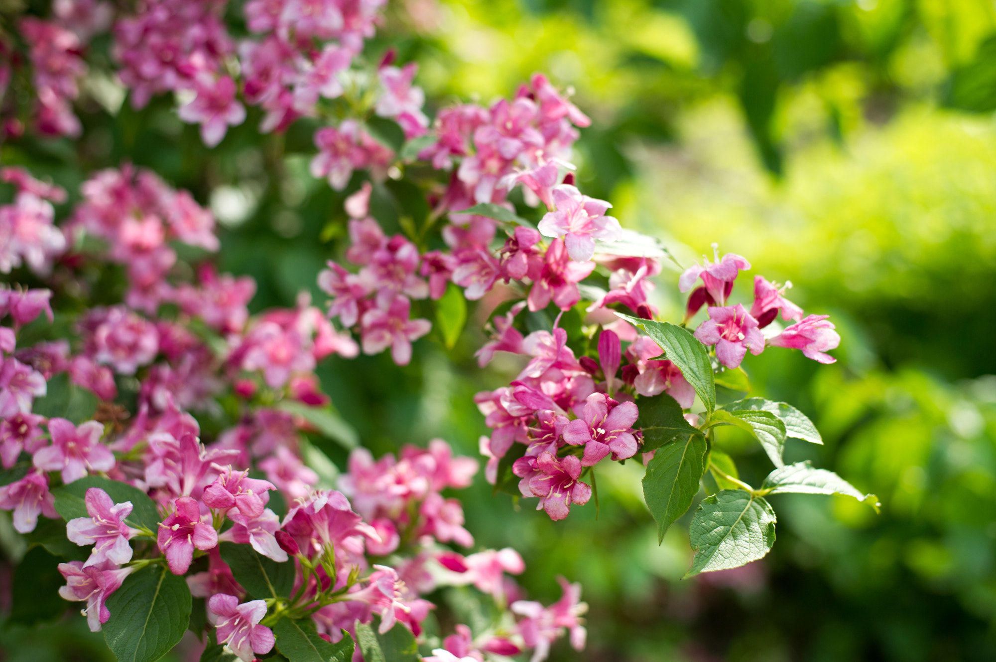 Nikon D3S + Nikon AF-S Nikkor 50mm F1.8G sample photo. Beauty of korea photography