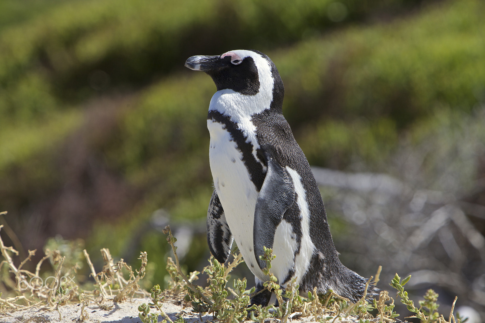 Canon EF 70-200mm F2.8L IS USM sample photo. Penguin photography