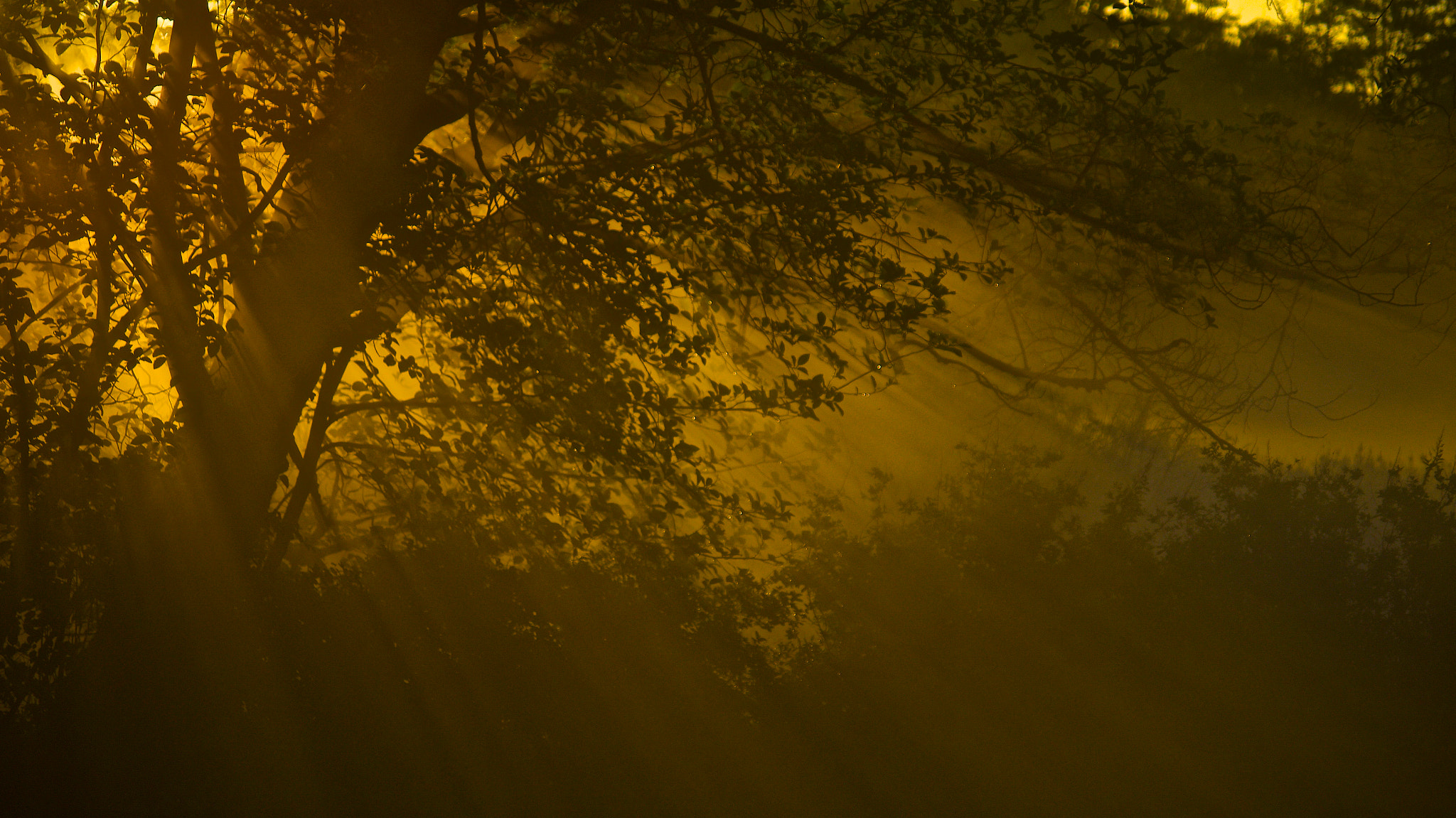 Pentax K-5 sample photo. Morning glow photography