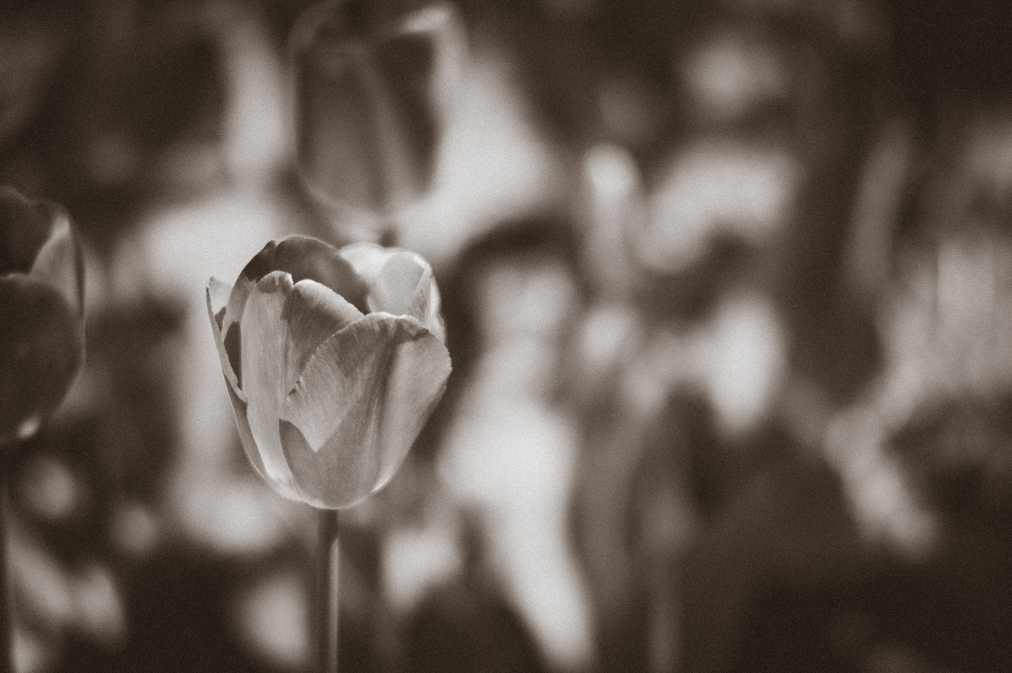 Nikon AF Nikkor 105mm F2D DC sample photo. Chocolate tulip photography