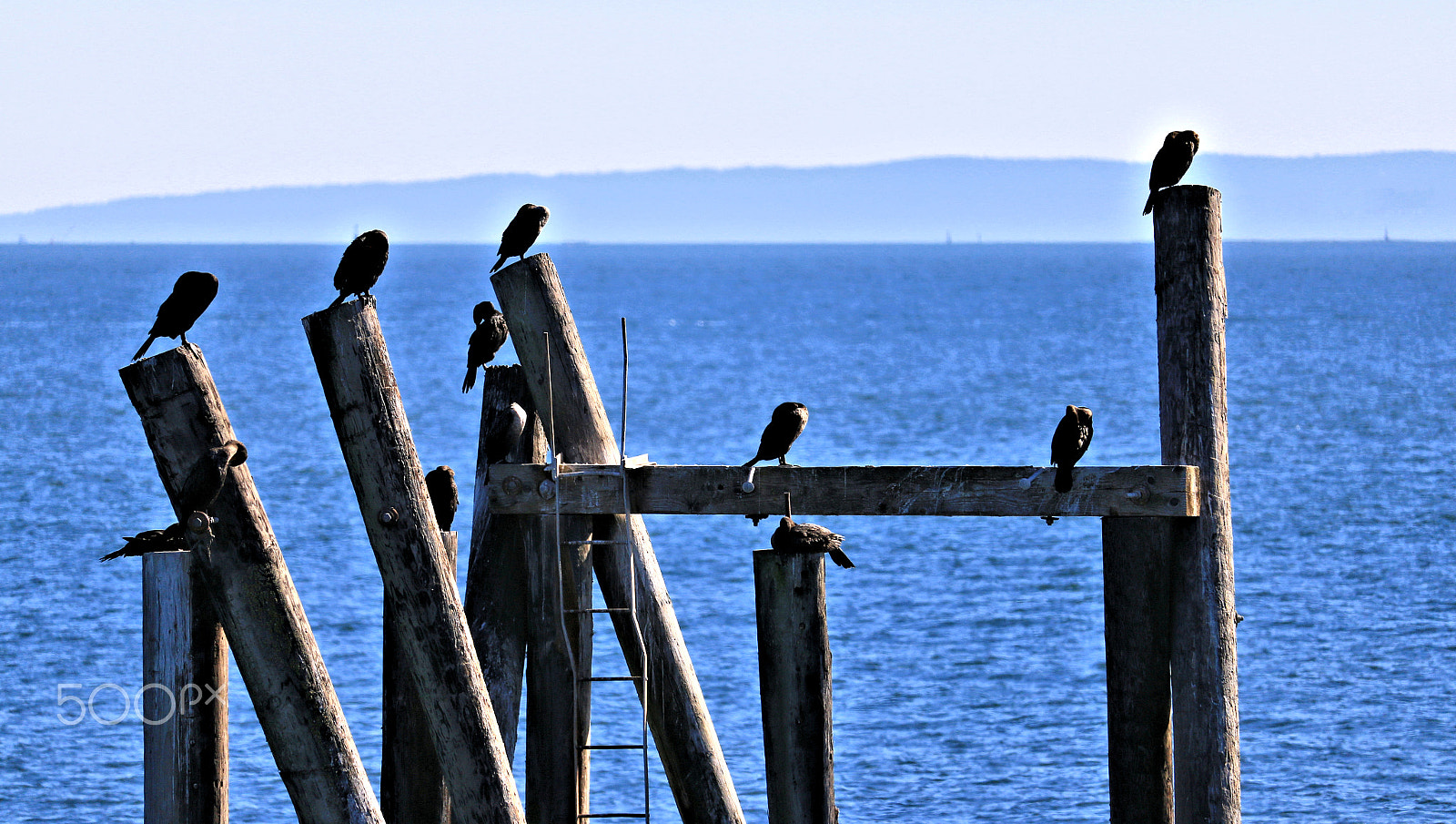 Canon EF-S 55-250mm F4-5.6 IS STM sample photo. Birds break photography