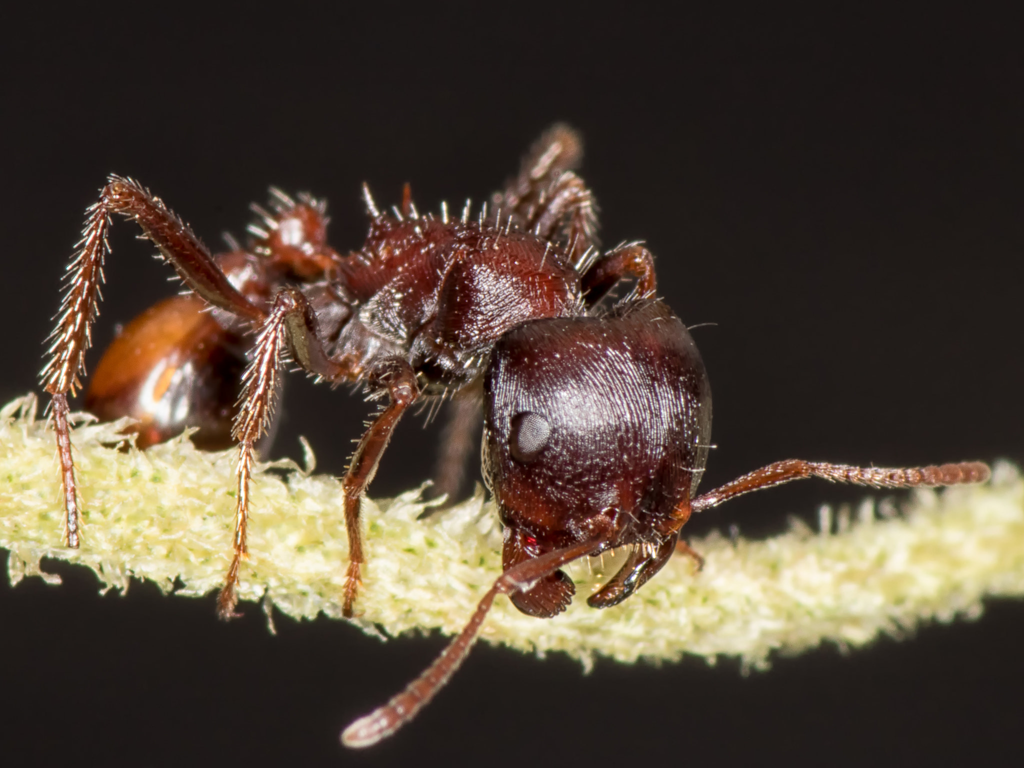 Canon EOS 7D Mark II + Tamron SP AF 90mm F2.8 Di Macro sample photo. Another ant photography