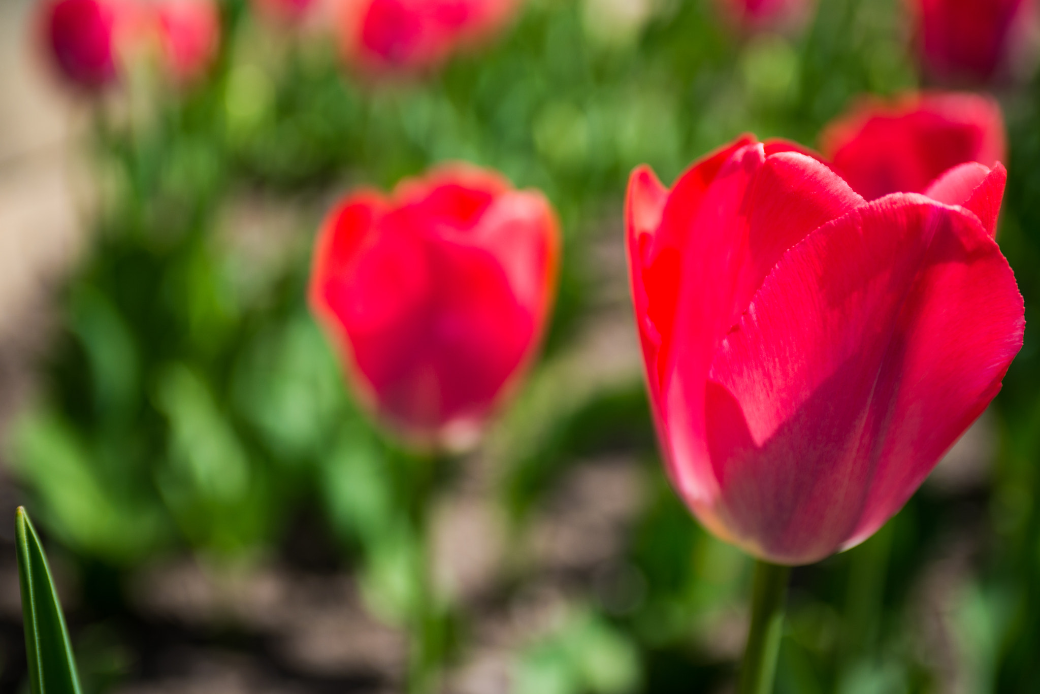 AF Zoom-Nikkor 35-70mm f/2.8 sample photo. In the garden photography