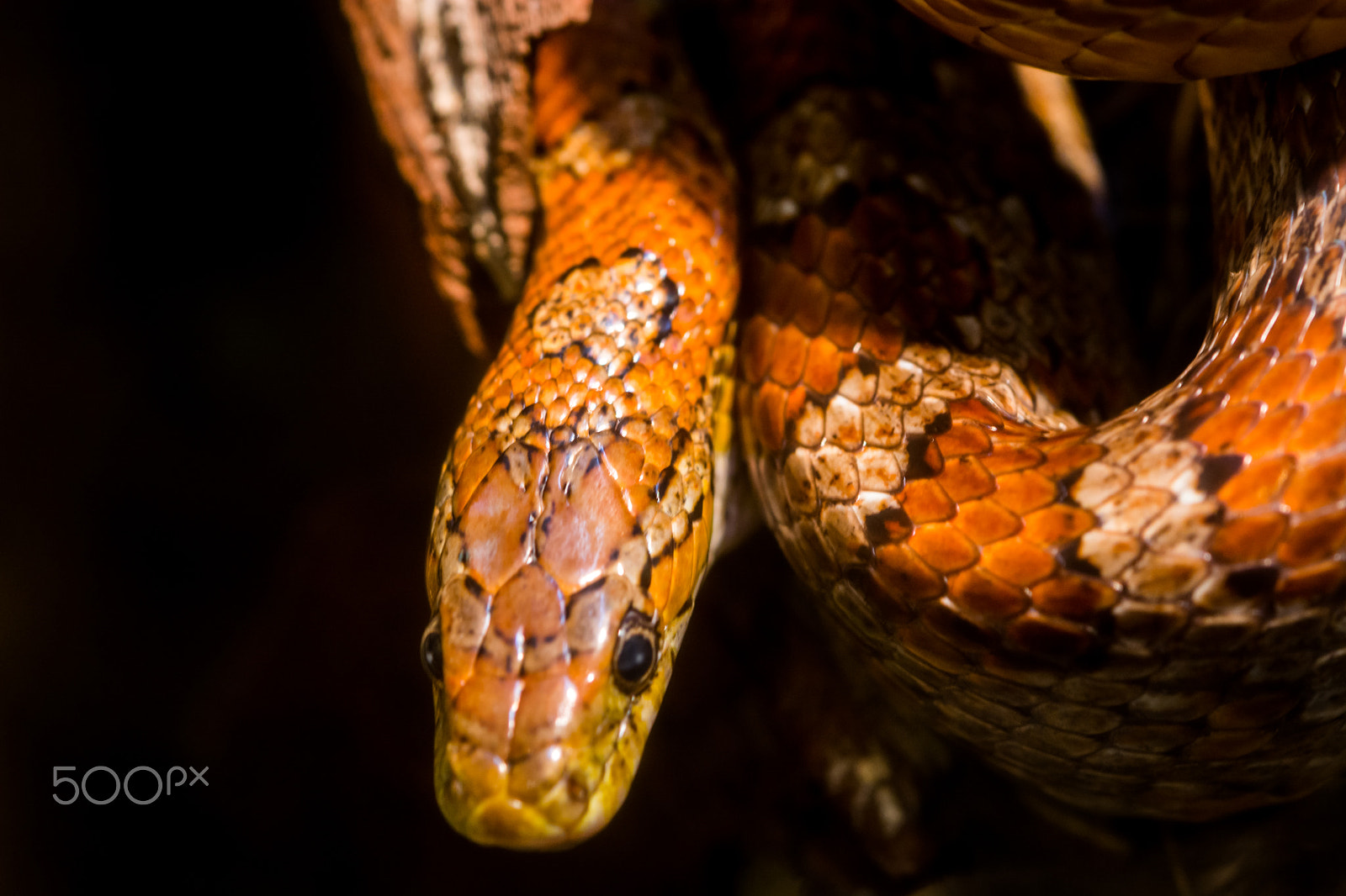 Nikon D7100 + Sigma 105mm F2.8 EX DG Macro sample photo. Snake photography