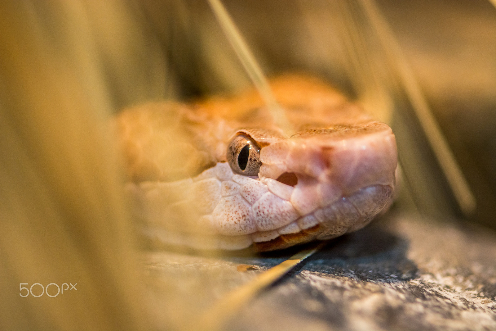 Nikon D7100 + Sigma 105mm F2.8 EX DG Macro sample photo. Snake photography