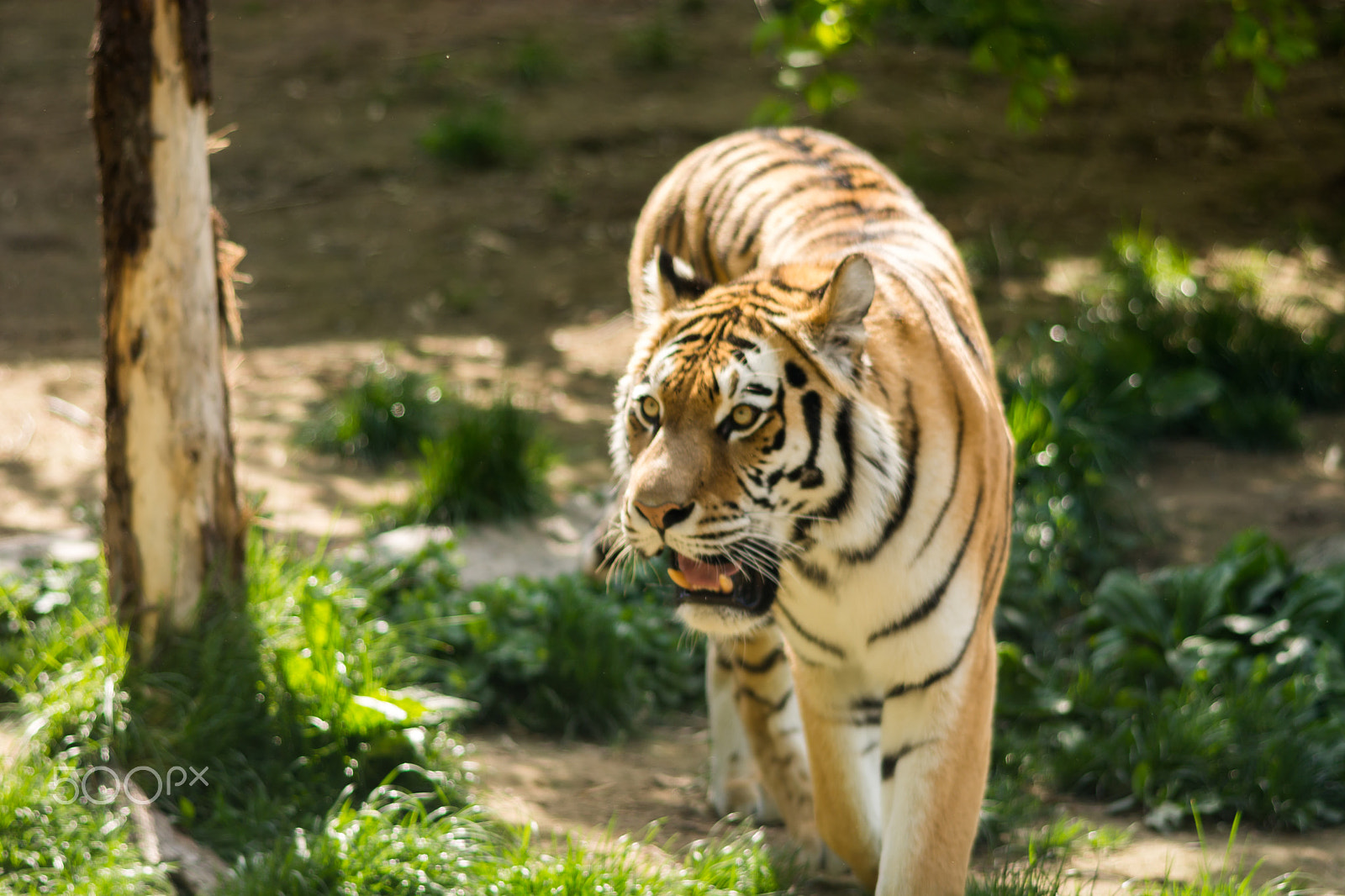 Nikon D7100 + Sigma 105mm F2.8 EX DG Macro sample photo. Tiger photography