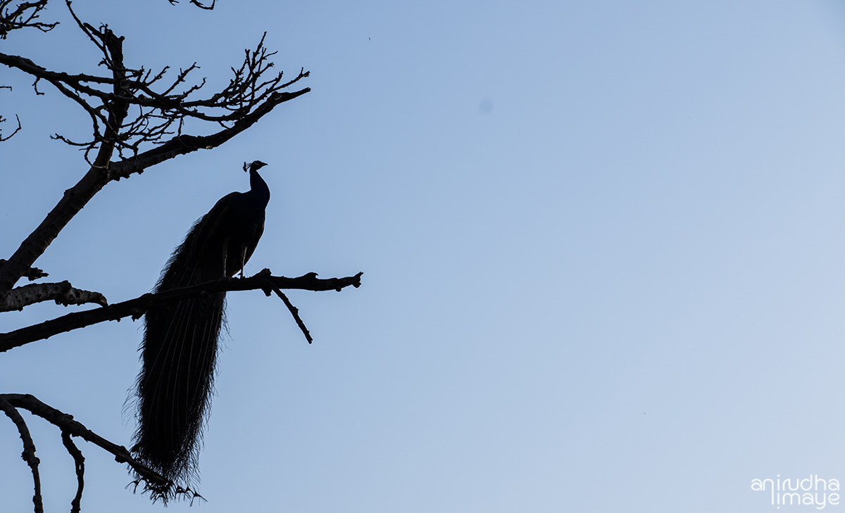 Canon EOS 7D Mark II + Canon EF-S 18-135mm F3.5-5.6 IS STM sample photo. Pefowl silhouette photography