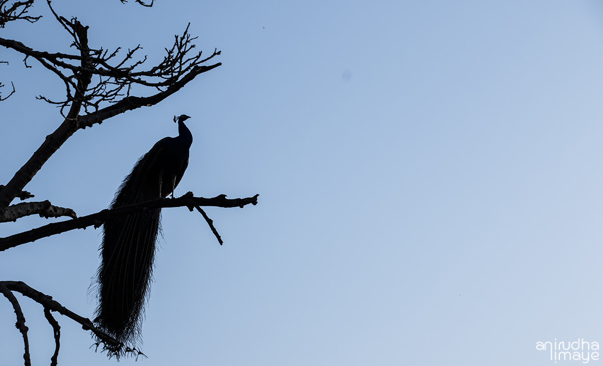 Canon EF-S 18-135mm F3.5-5.6 IS STM sample photo. Pefowl silhouette photography