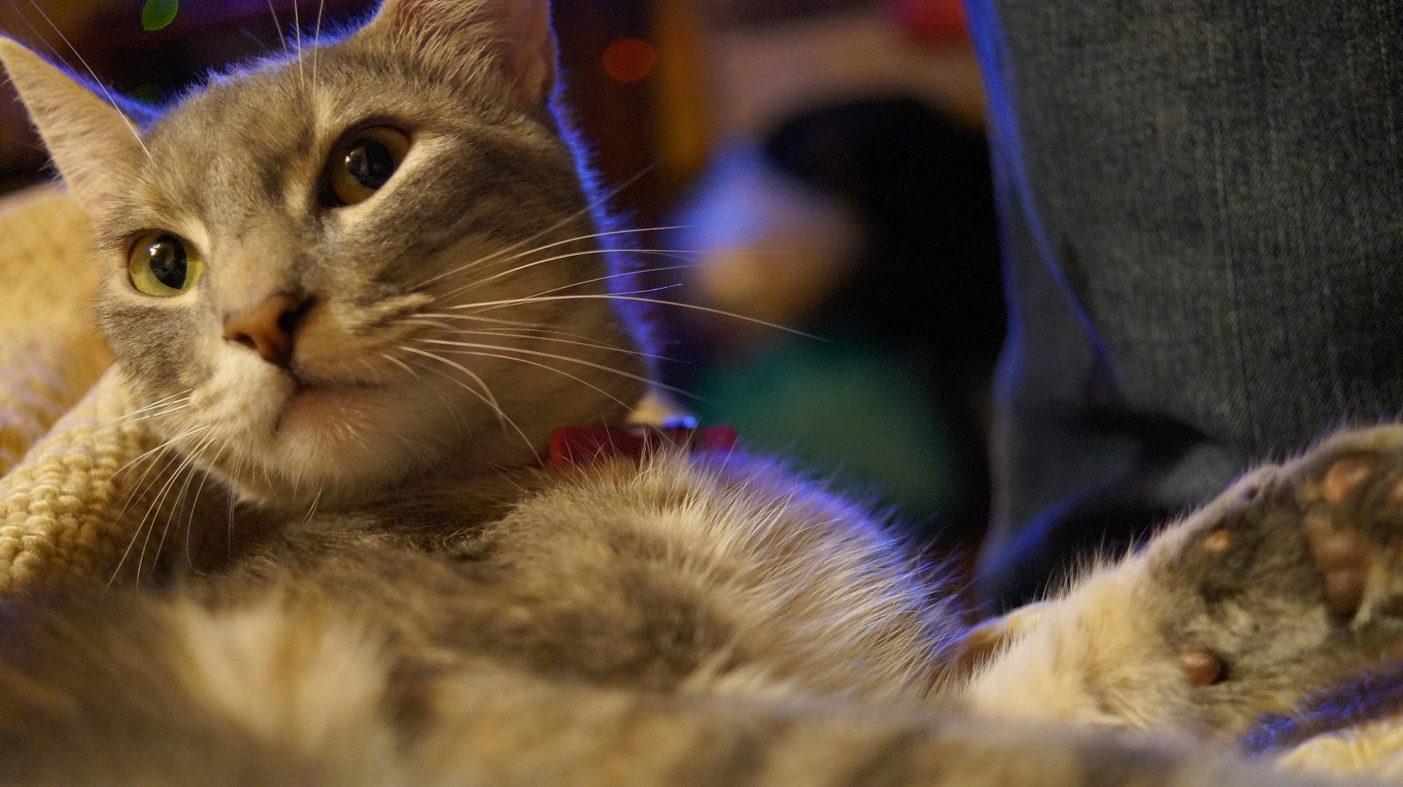 Sony SLT-A58 + Sony DT 30mm F2.8 Macro SAM sample photo. Angry cat photography