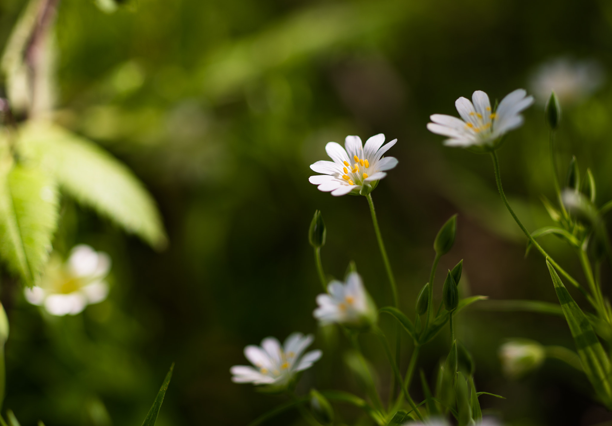 Nikon D800 + Nikon PC-E Micro-Nikkor 85mm F2.8D Tilt-Shift sample photo. Little suns greeting madhava... photography