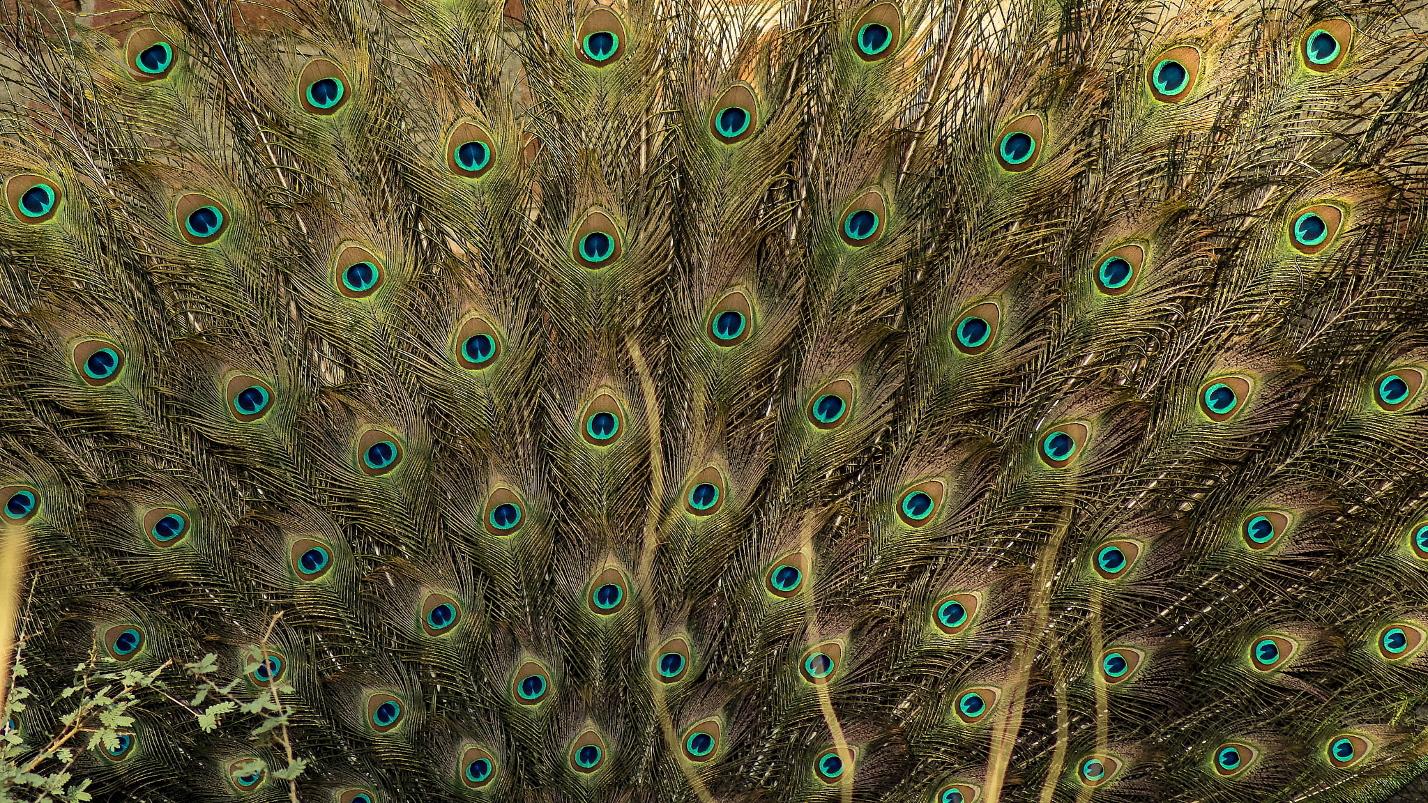 Tamron AF 70-300mm F4-5.6 Di LD Macro sample photo. Peacock tail feathers photography