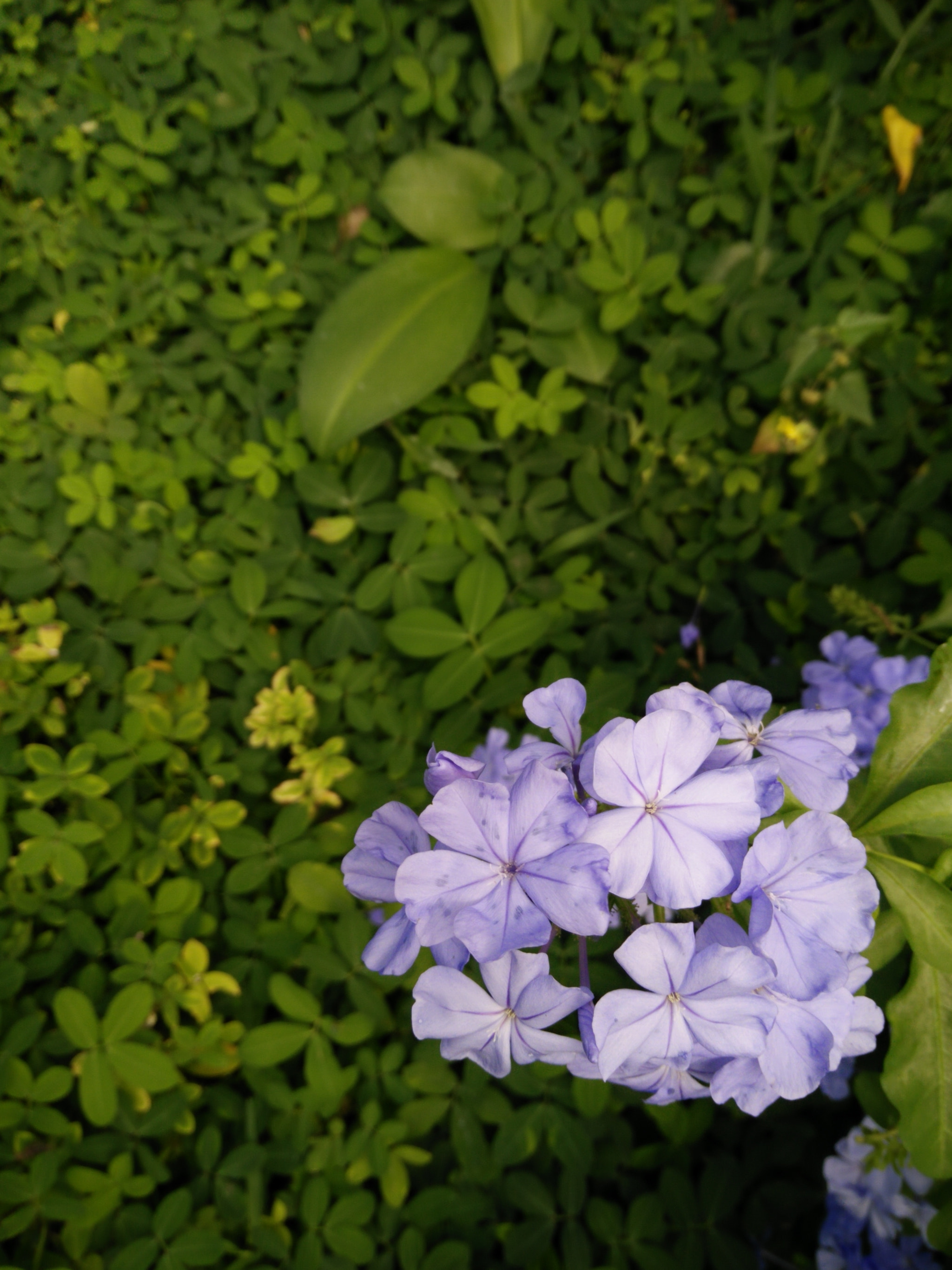 OPPO R7 Lite sample photo. Hydrangea photography