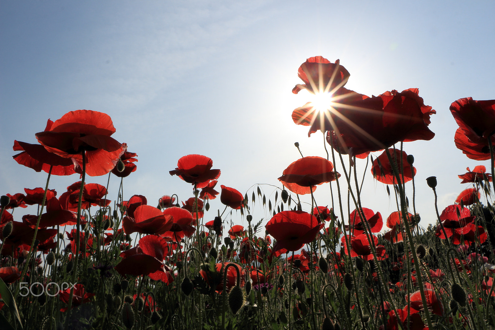 Canon EOS 700D (EOS Rebel T5i / EOS Kiss X7i) + Canon EF-S 18-135mm F3.5-5.6 IS STM sample photo. Red poppies photography