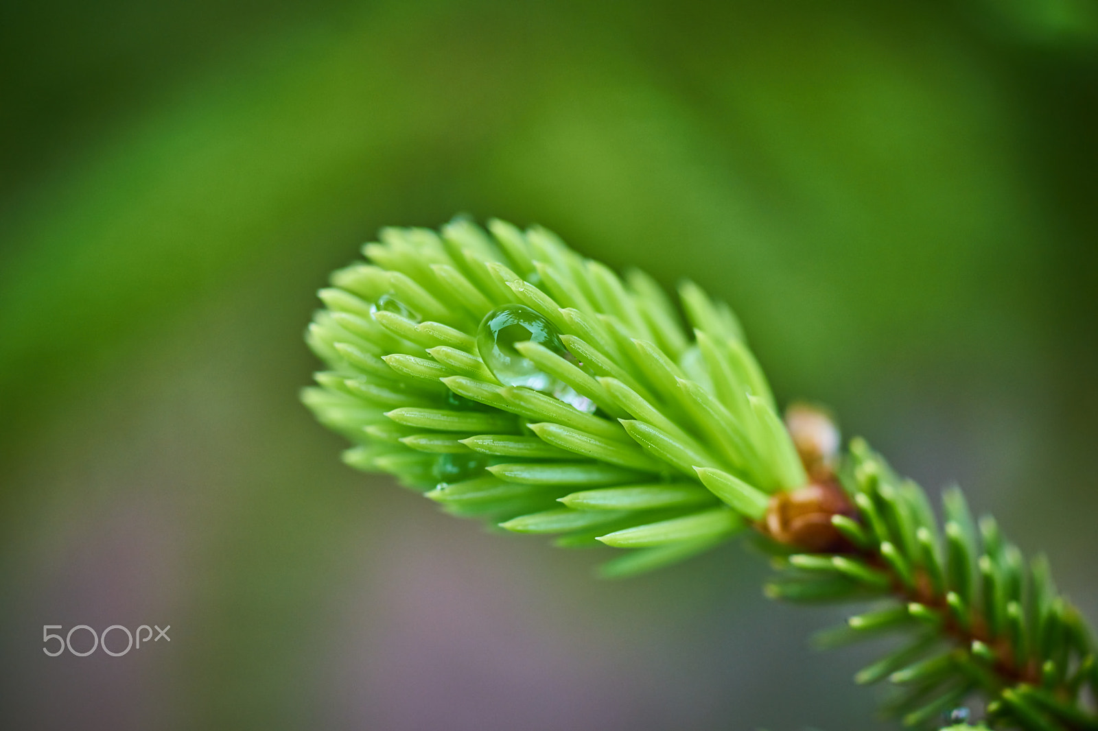 MACRO 50mm F2.8 sample photo. A plant under the rain photography
