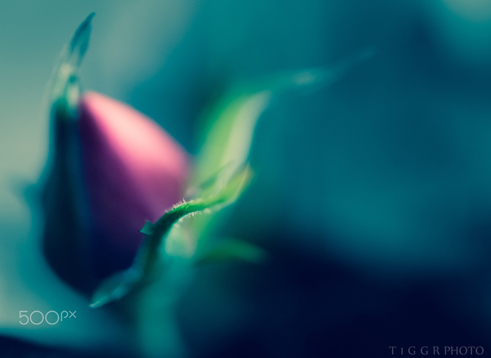 Samsung NX30 + Samsung NX 60mm F2.8 Macro ED OIS SSA sample photo. The one that got away.. photography