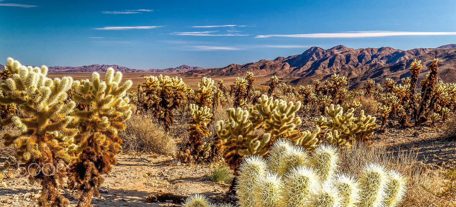 Canon TS-E 24.0mm f/3.5 L II sample photo. Joshua tree photography