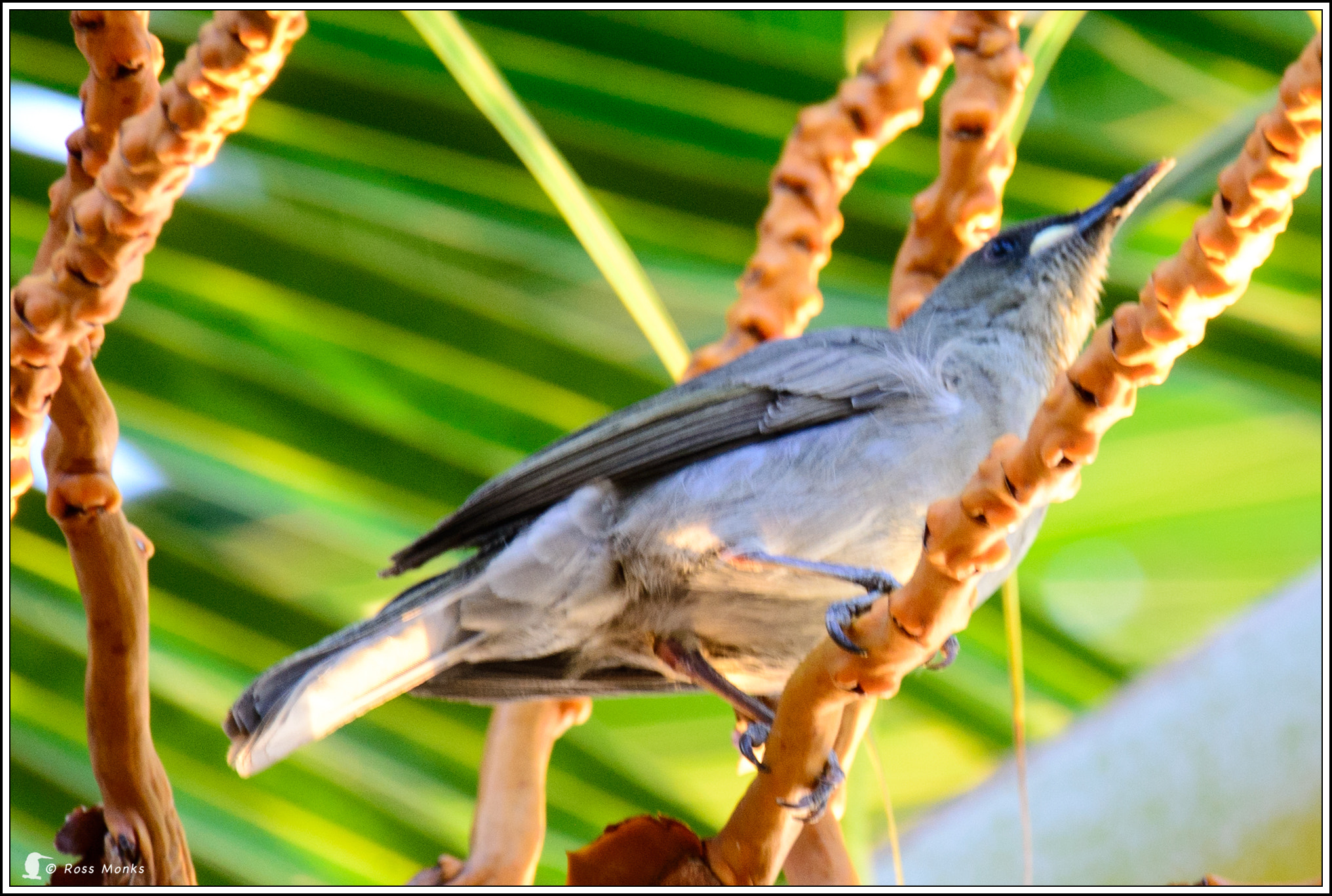Nikon D600 sample photo. White-gaped honeyeater photography