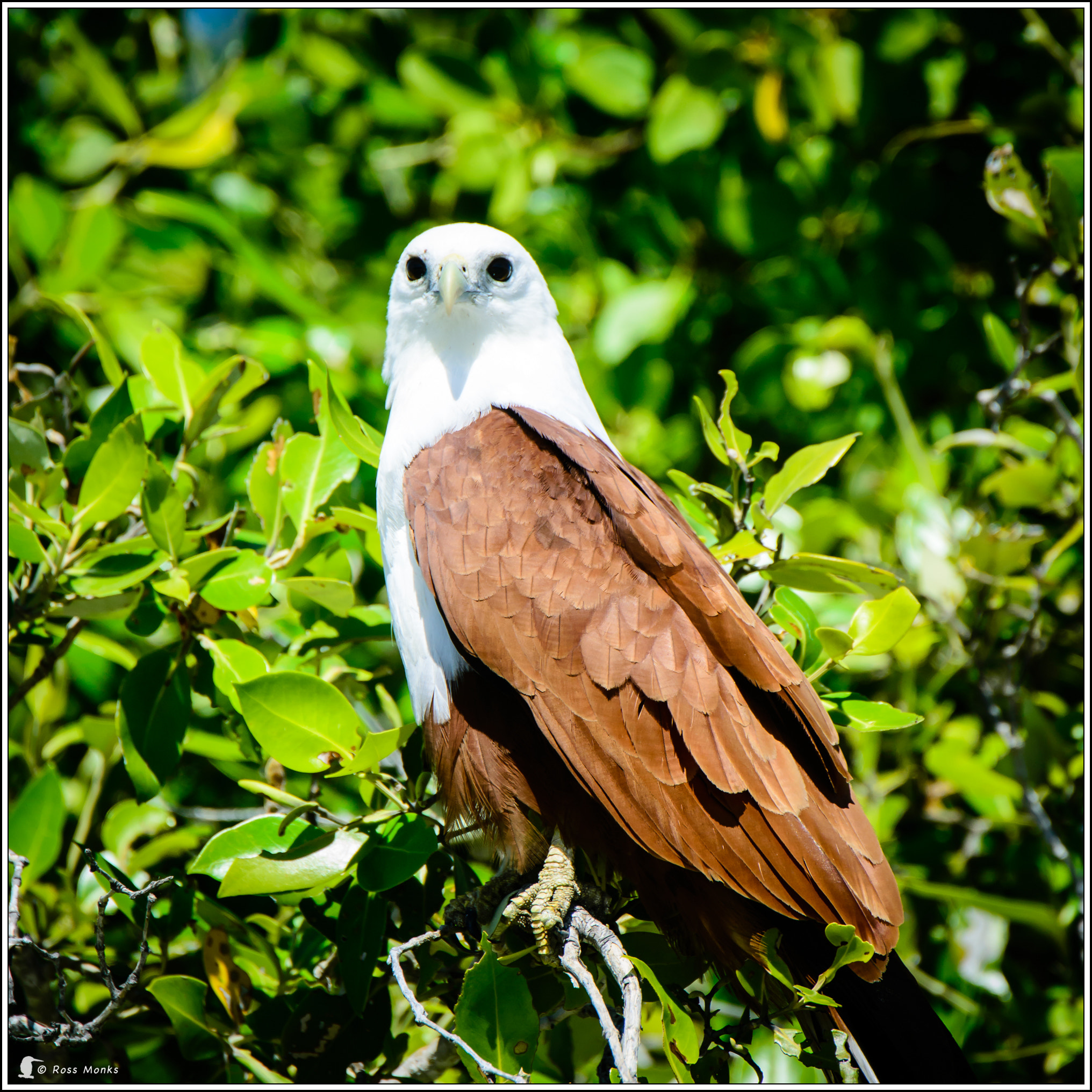 Nikon D600 sample photo. Brahminy kite photography