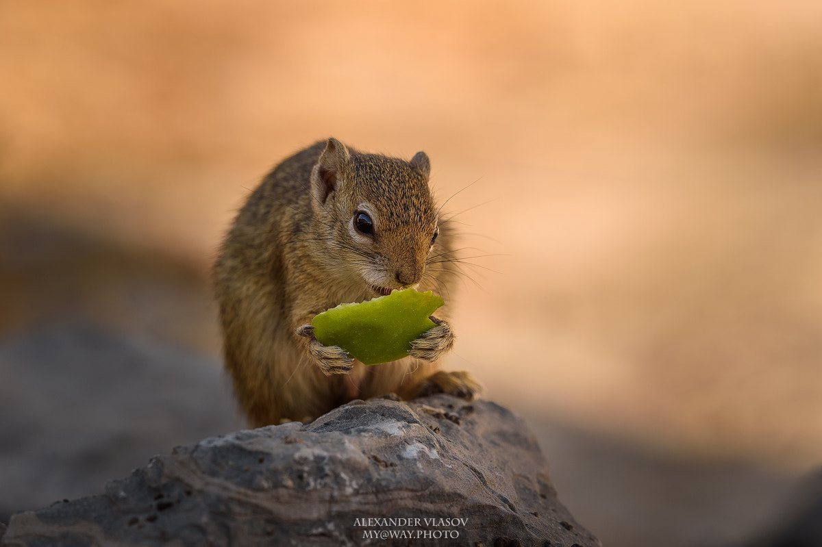 Nikon AF-S Nikkor 500mm F4E FL ED VR sample photo. Squirrel photography
