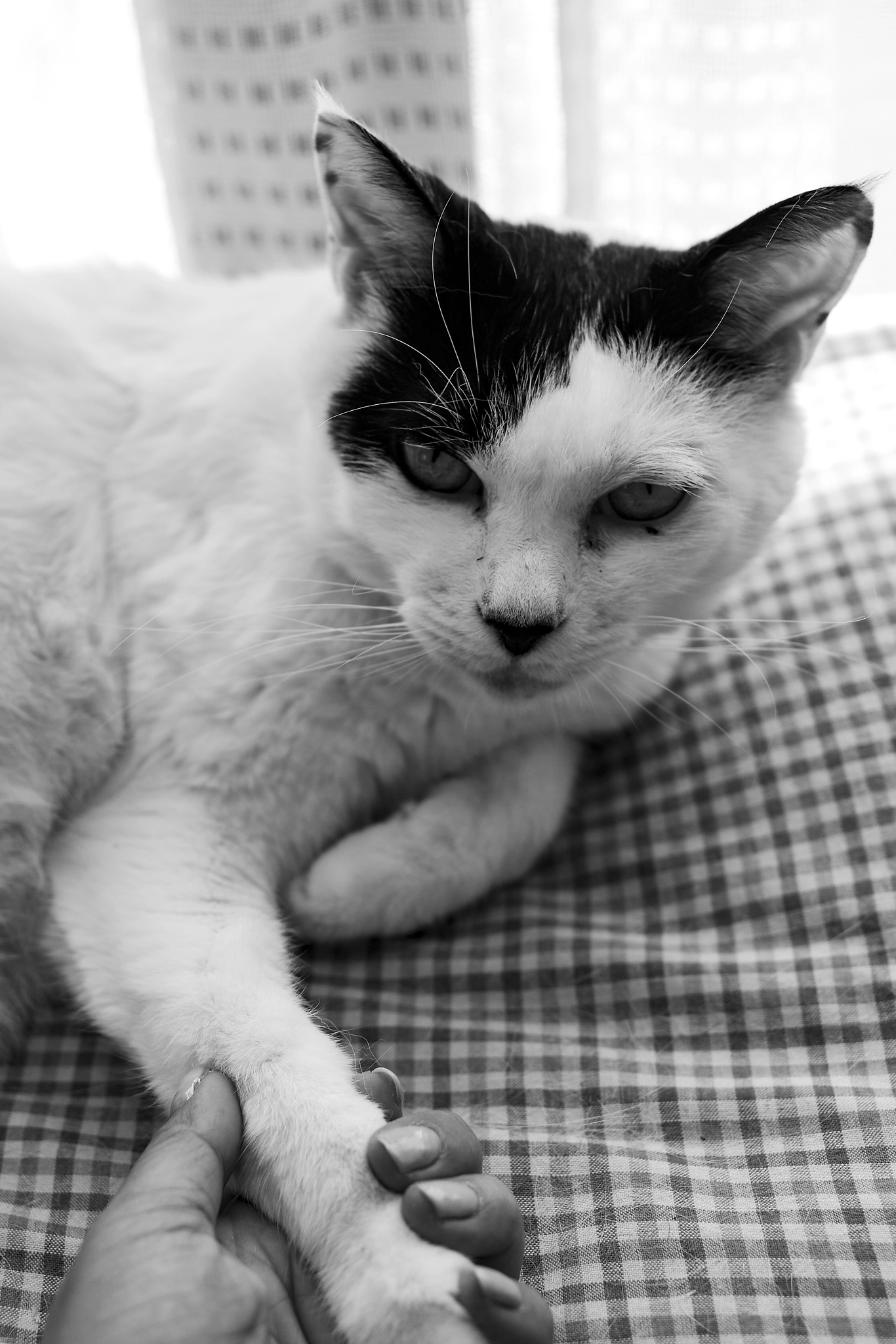 HD Pentax-FA 35mm F2 AL sample photo. Shake hands with me photography