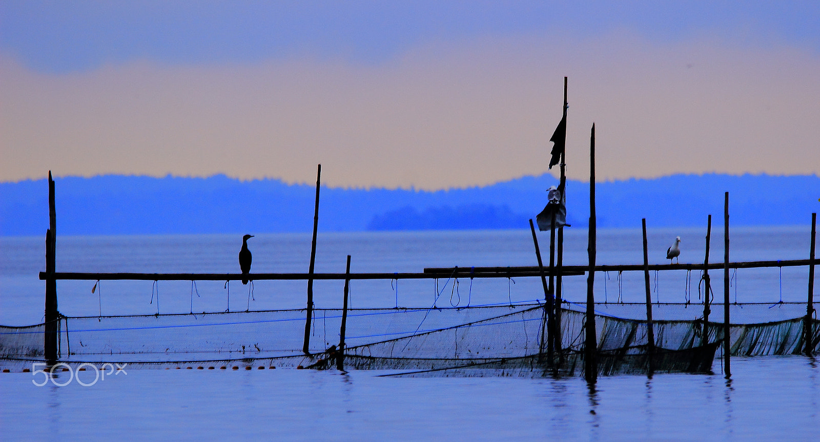 Sigma 150-600mm F5-6.3 DG OS HSM | C sample photo. Fish trap photography