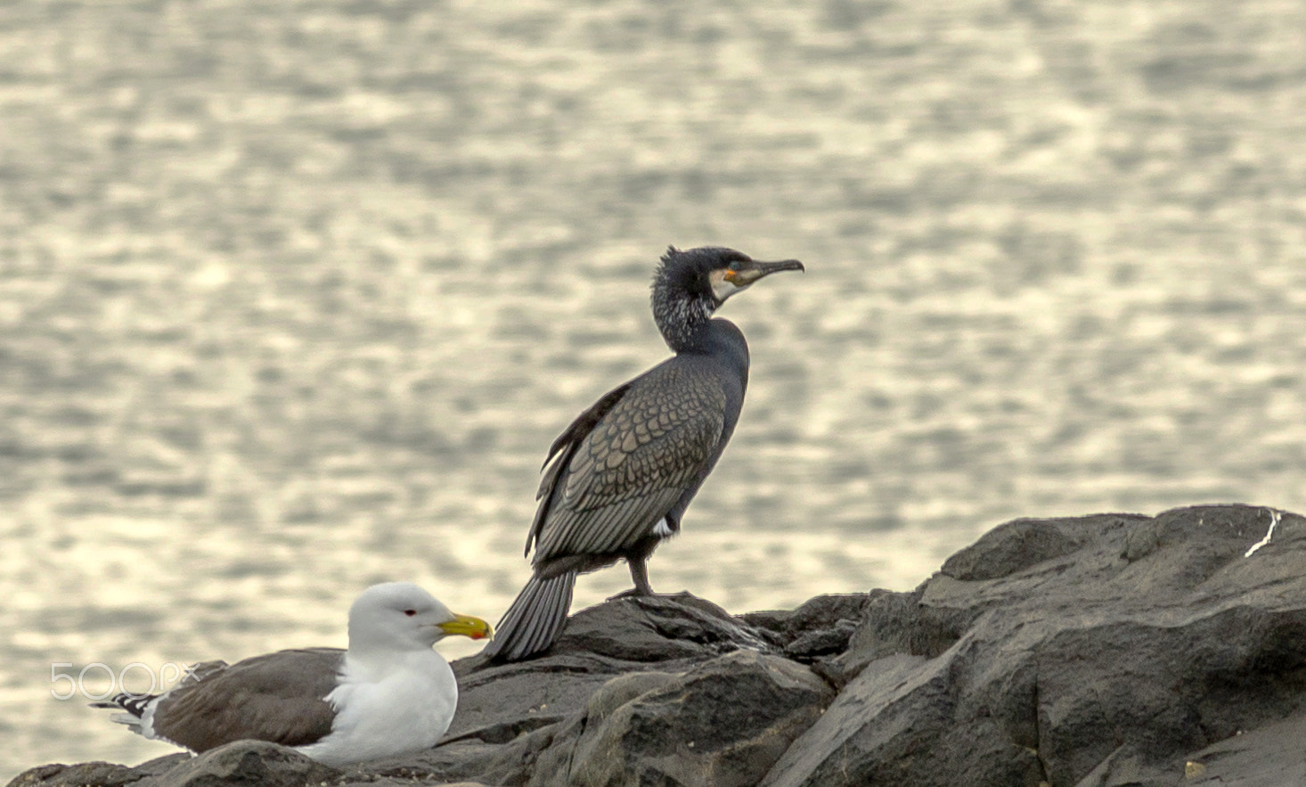 Pentax smc DA* 300mm F4.0 ED (IF) SDM sample photo. Cormorant photography