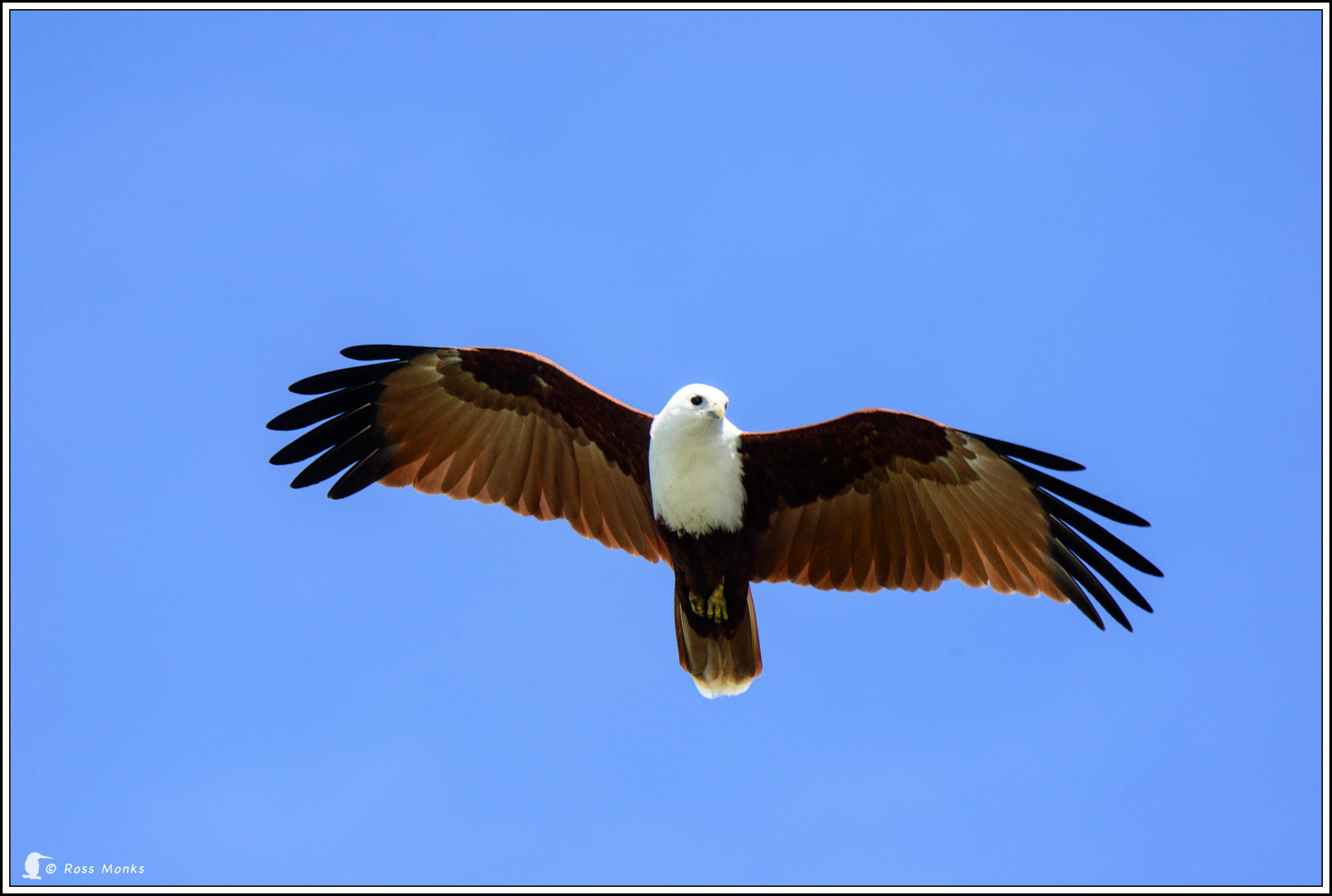 Nikon D600 sample photo. Brahminy kite photography