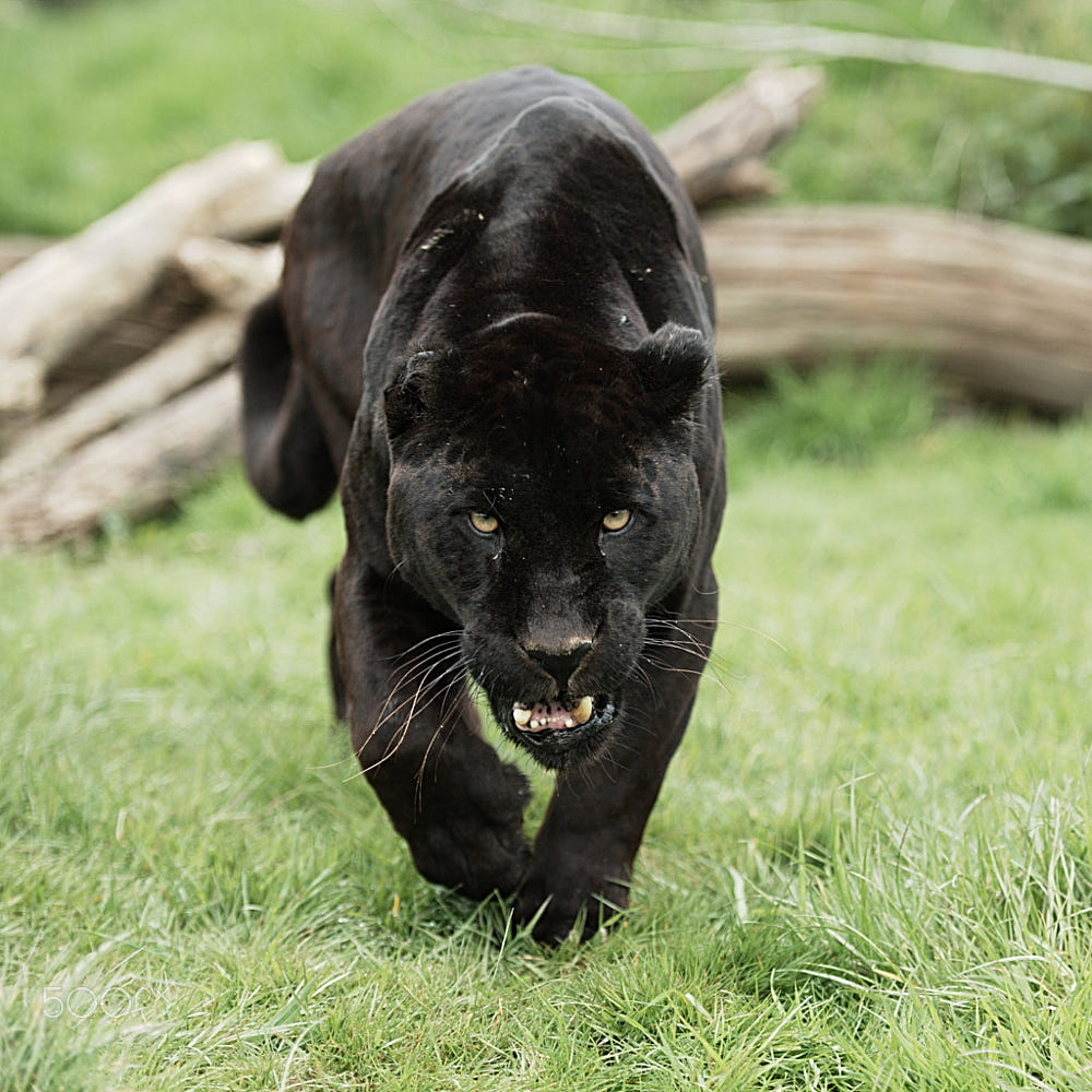 Black Jaguar by Colin Langford / 500px