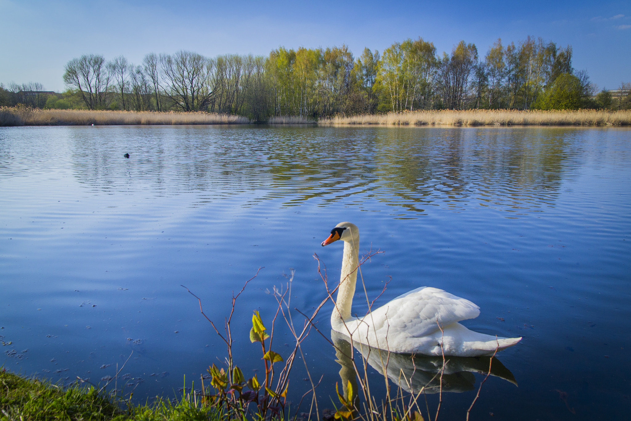 Sigma 17-70mm F2.8-4 DC Macro OS HSM sample photo. Swan lake photography
