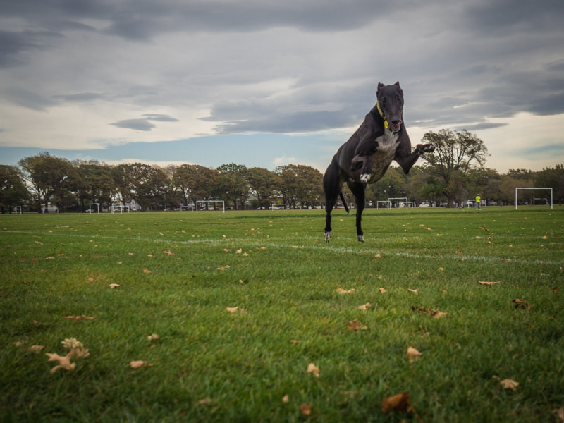 Olympus OM-D E-M10 + Olympus M.Zuiko Digital 17mm F1.8 sample photo. Greyhounds can fly photography