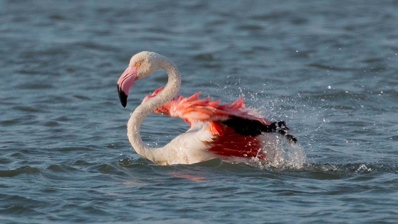 Canon EOS 70D + Canon EF 100-400mm F4.5-5.6L IS II USM sample photo. Greater flamingo photography