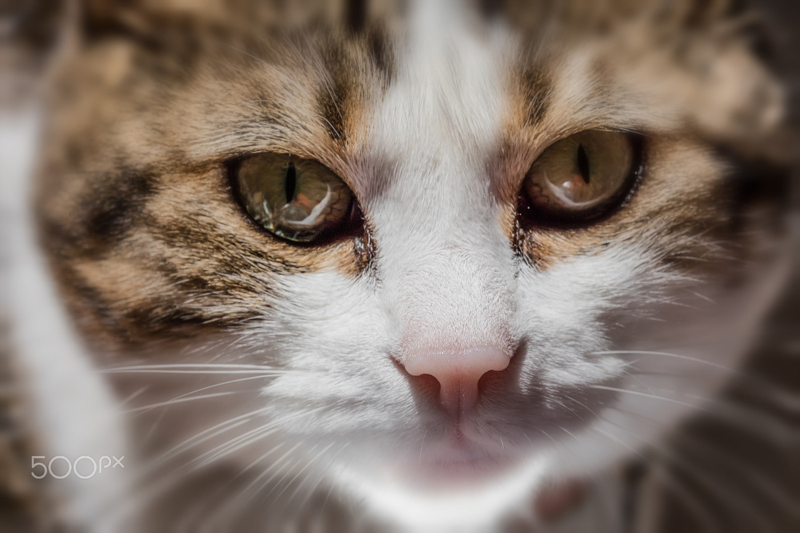 Sigma 150mm f/2.8 EX DG OS HSM APO Macro sample photo. Cat domestic blurred photography