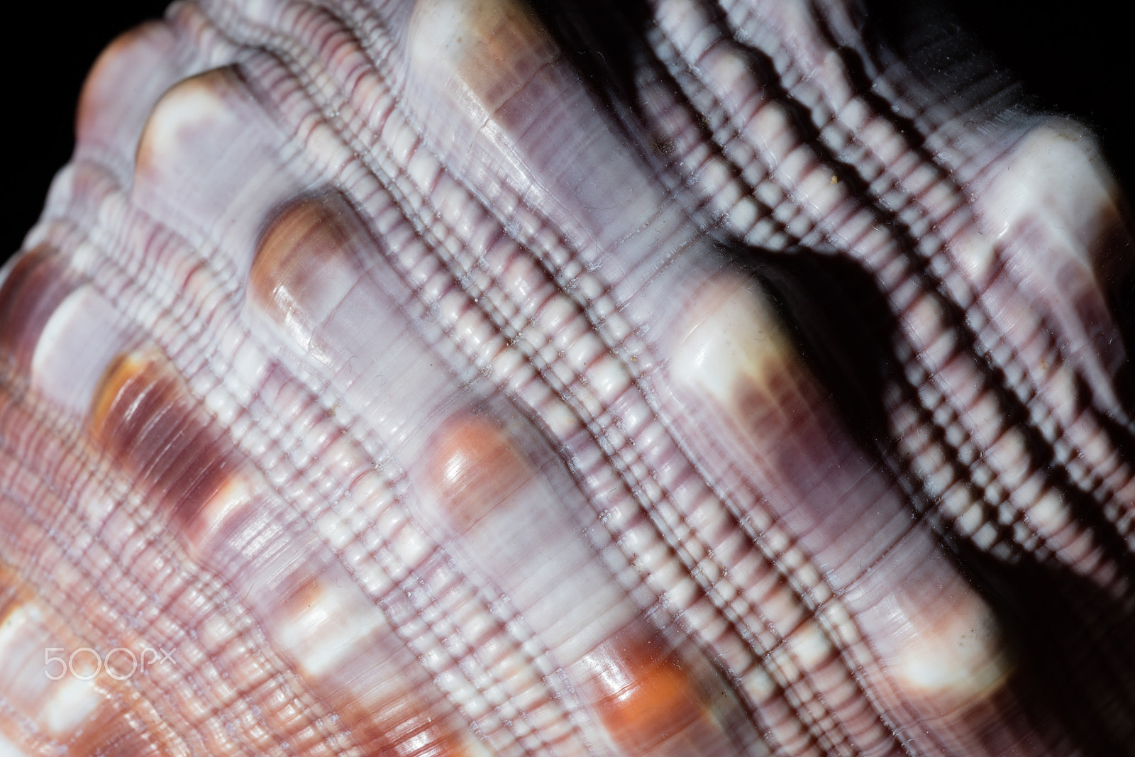 Sigma 150mm f/2.8 EX DG OS HSM APO Macro sample photo. Close up of seashell photography