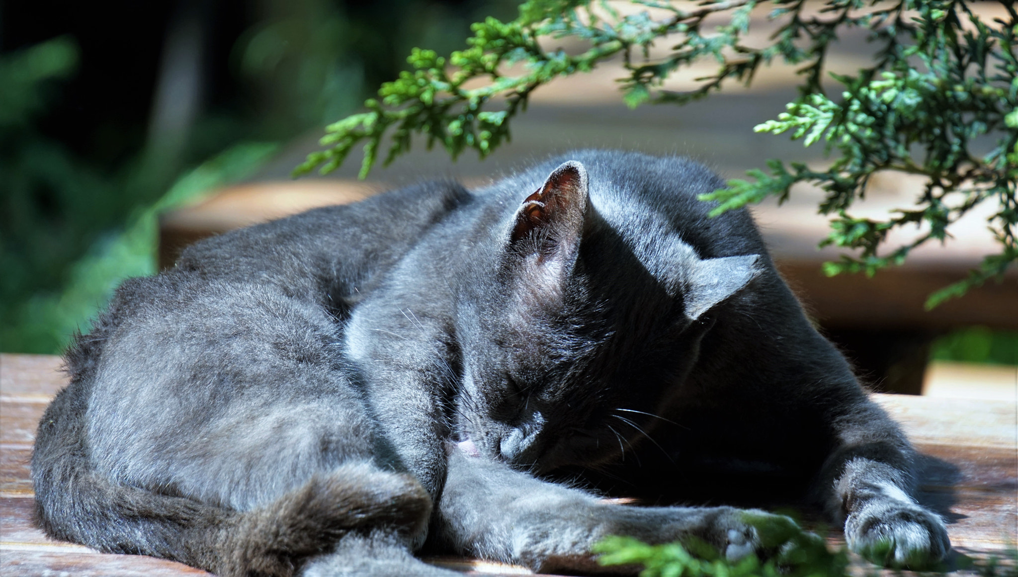Sony E 55-210mm F4.5-6.3 OSS sample photo. Cat in the shades photography
