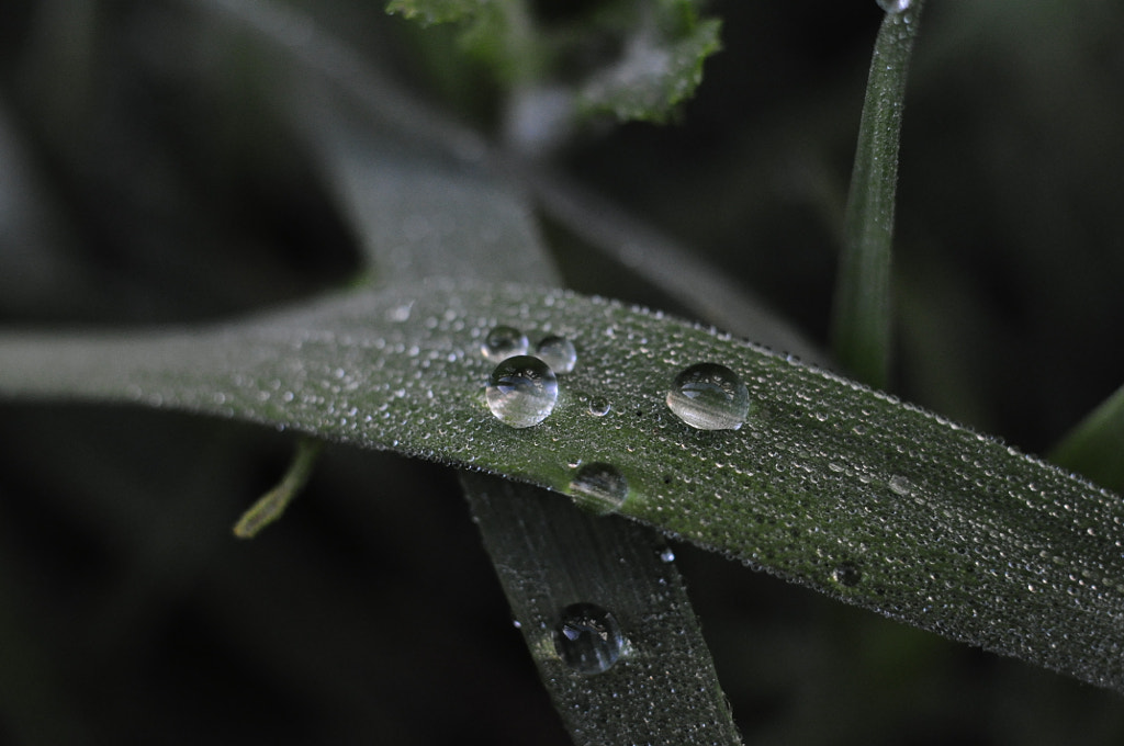 droplets on a leaf by Paul Webb on 500px.com