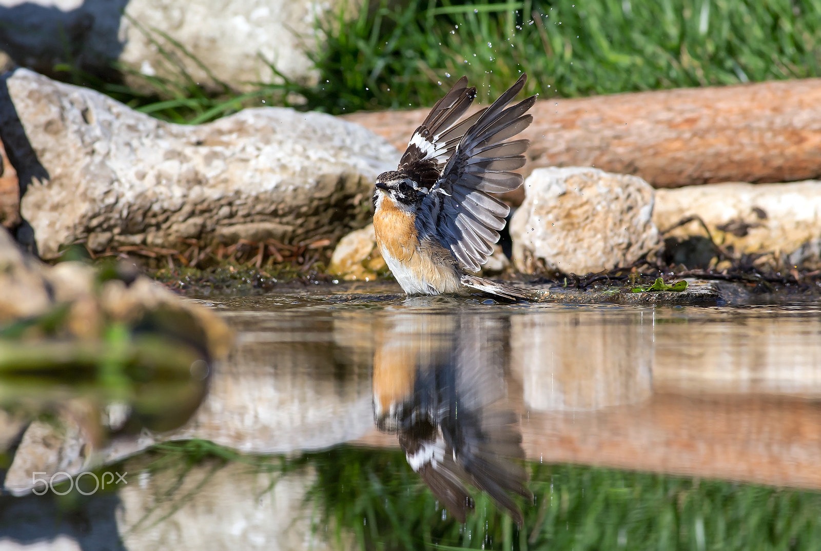 Canon EOS-1D X + Canon EF 400mm F5.6L USM sample photo. Whinchat photography