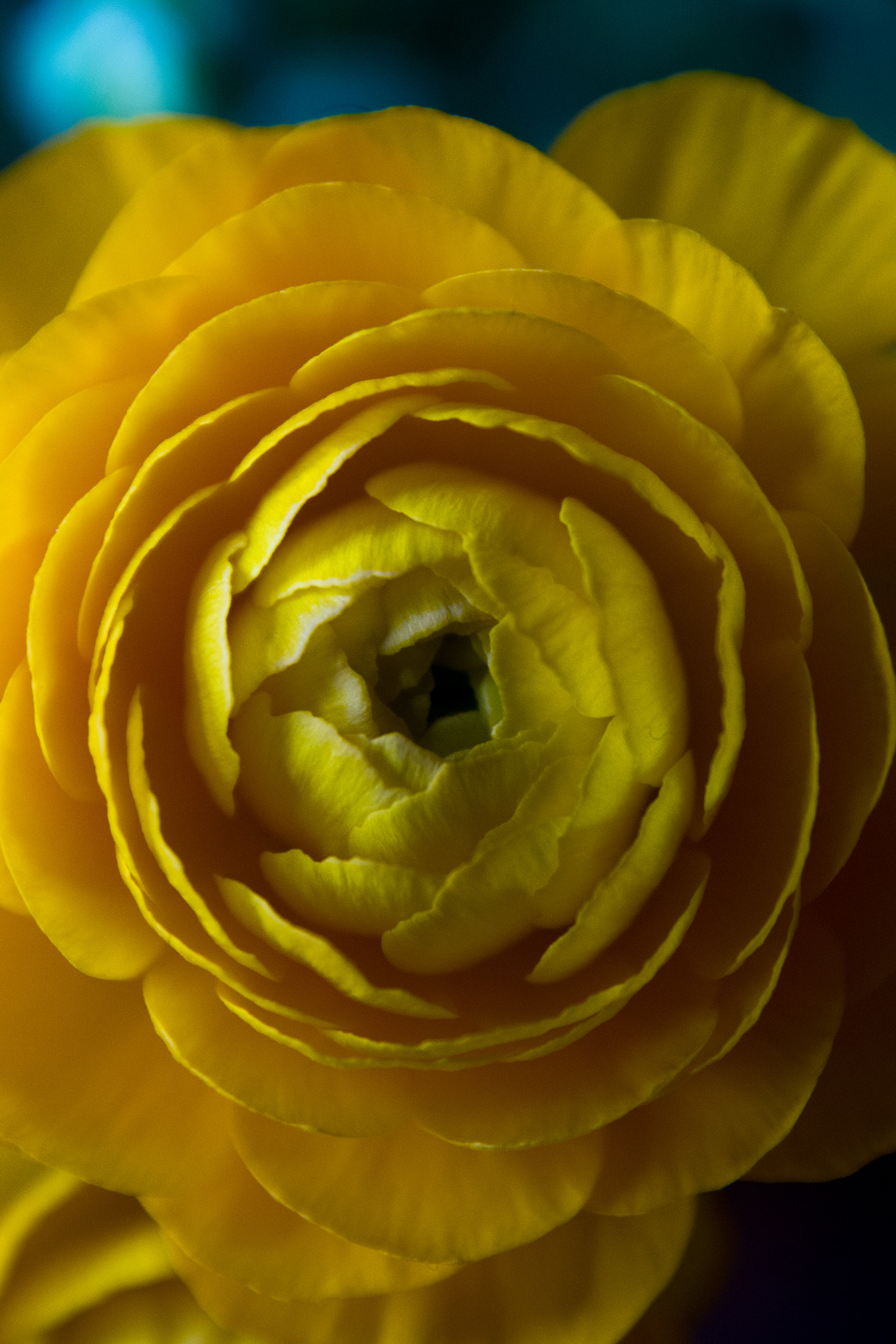Sigma 17-70mm F2.8-4 DC Macro OS HSM sample photo. Spring opening photography