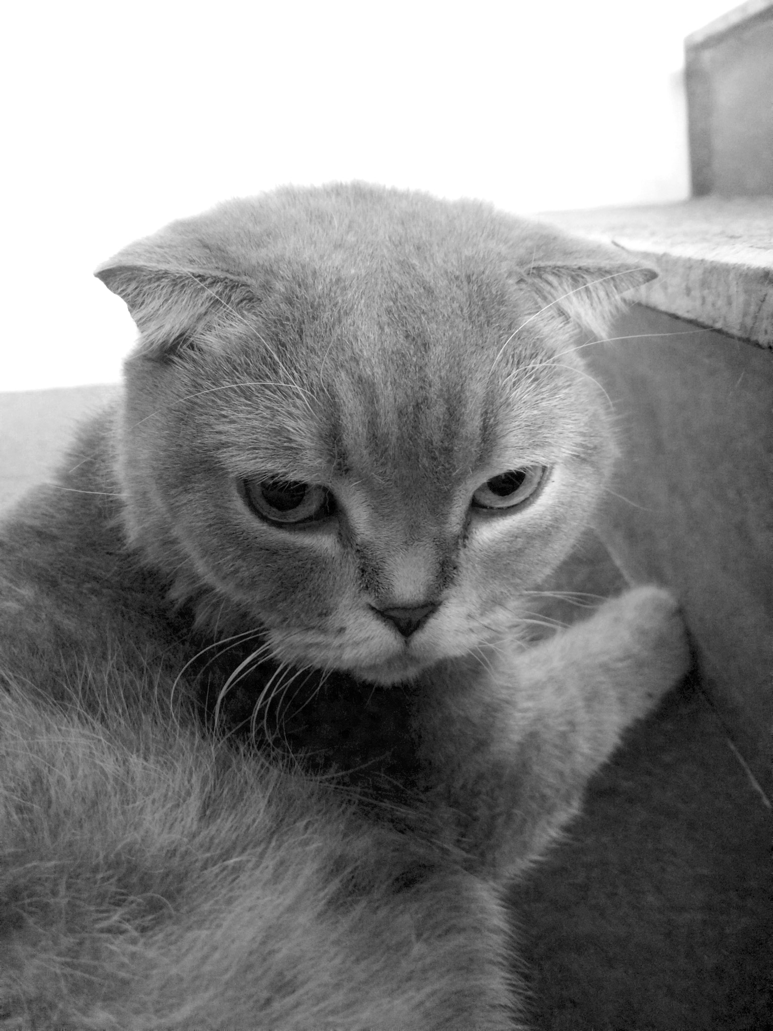 vivo XSHOT sample photo. My naughty cat photography