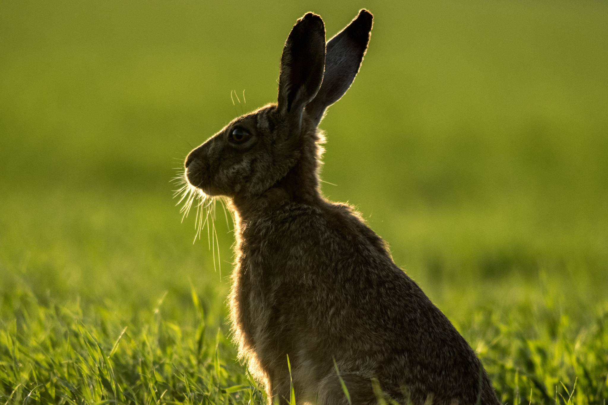 Nikon D5300 + Nikon AF-S Nikkor 300mm F4D ED-IF sample photo. Whiskers 2 photography