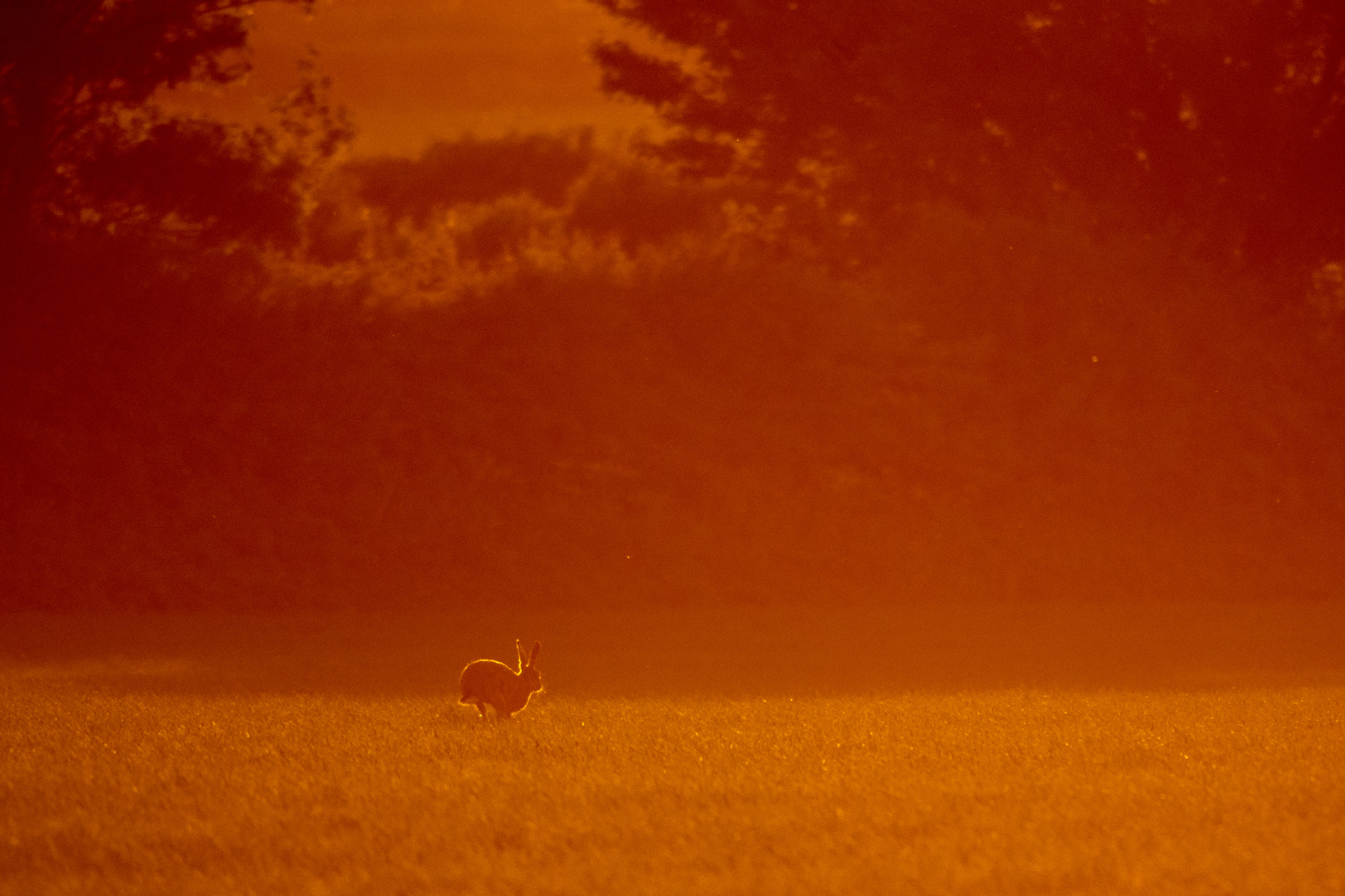 Nikon D5300 + Nikon AF-S Nikkor 300mm F4D ED-IF sample photo. Hare sunset photography