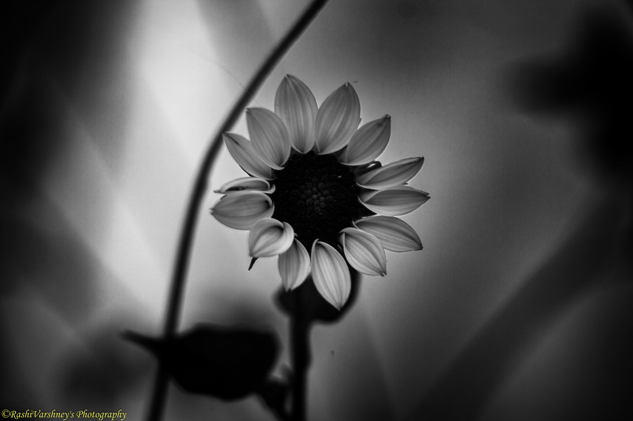 Canon EF-S 18-135mm F3.5-5.6 IS STM sample photo. Shining flower photography