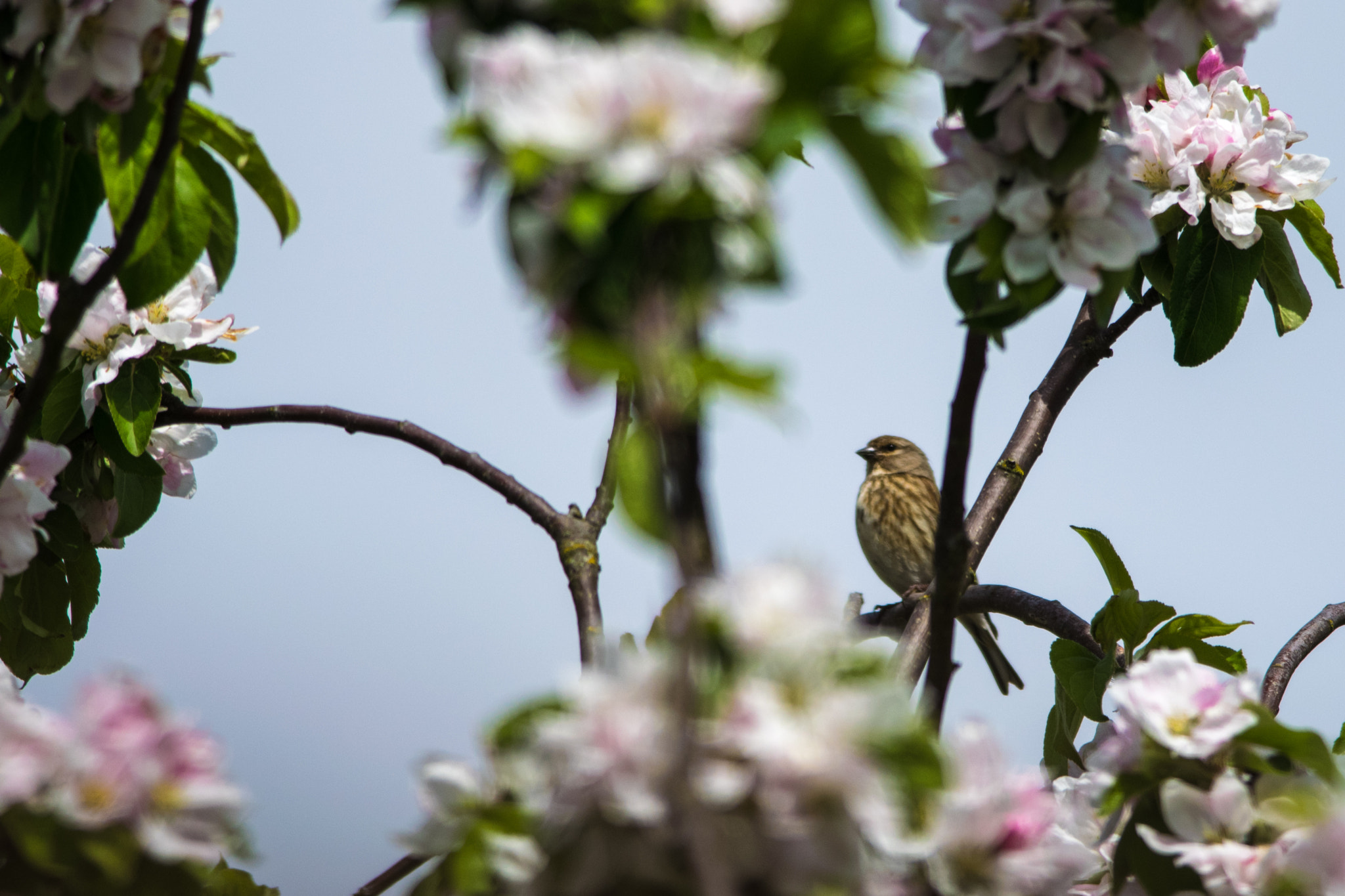 Nikon D5300 + Nikon AF-S Nikkor 300mm F4D ED-IF sample photo. Apple blossom linnet photography