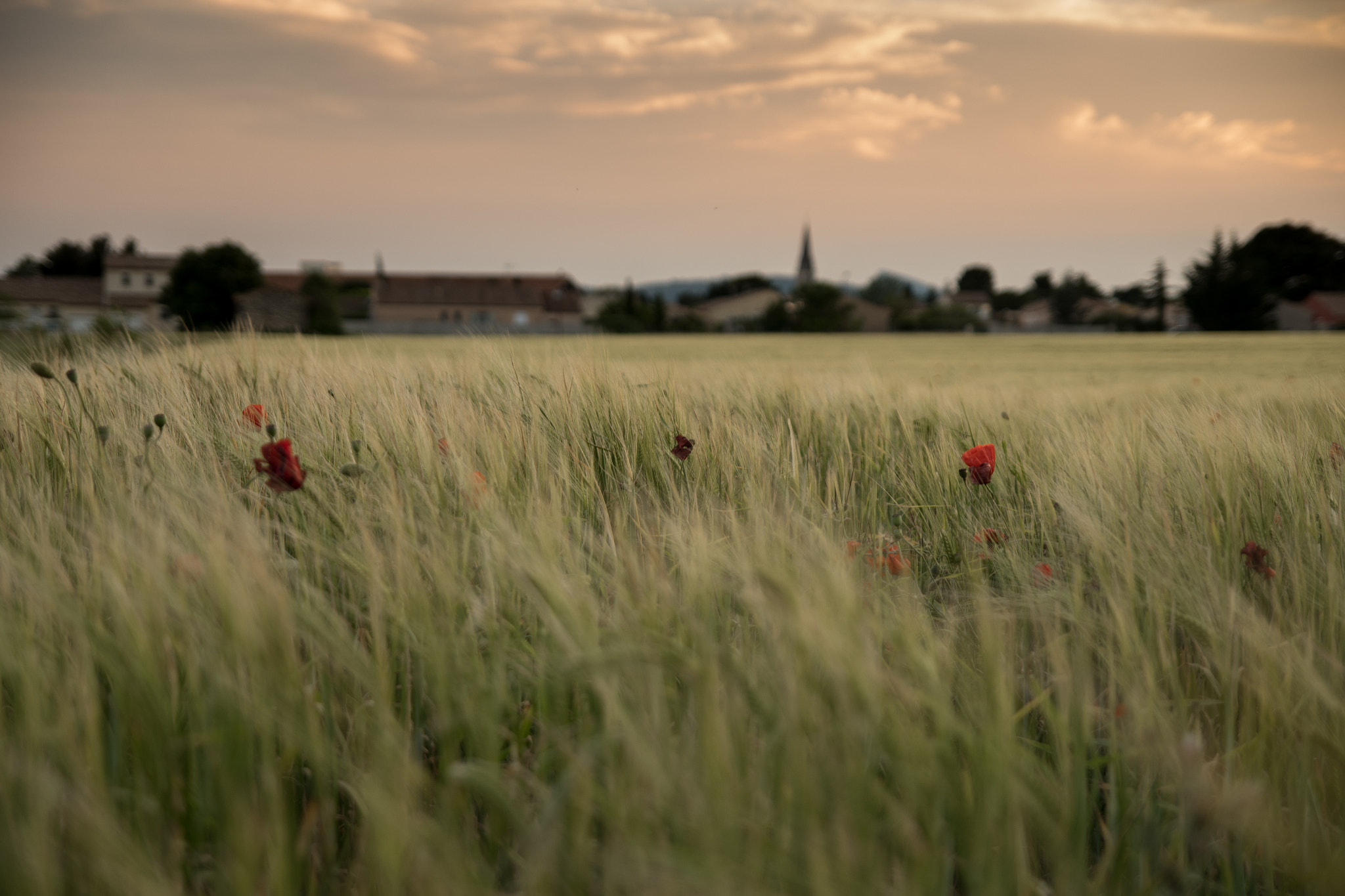 Pentax K-S1 sample photo. Saint andré de sangonis photography