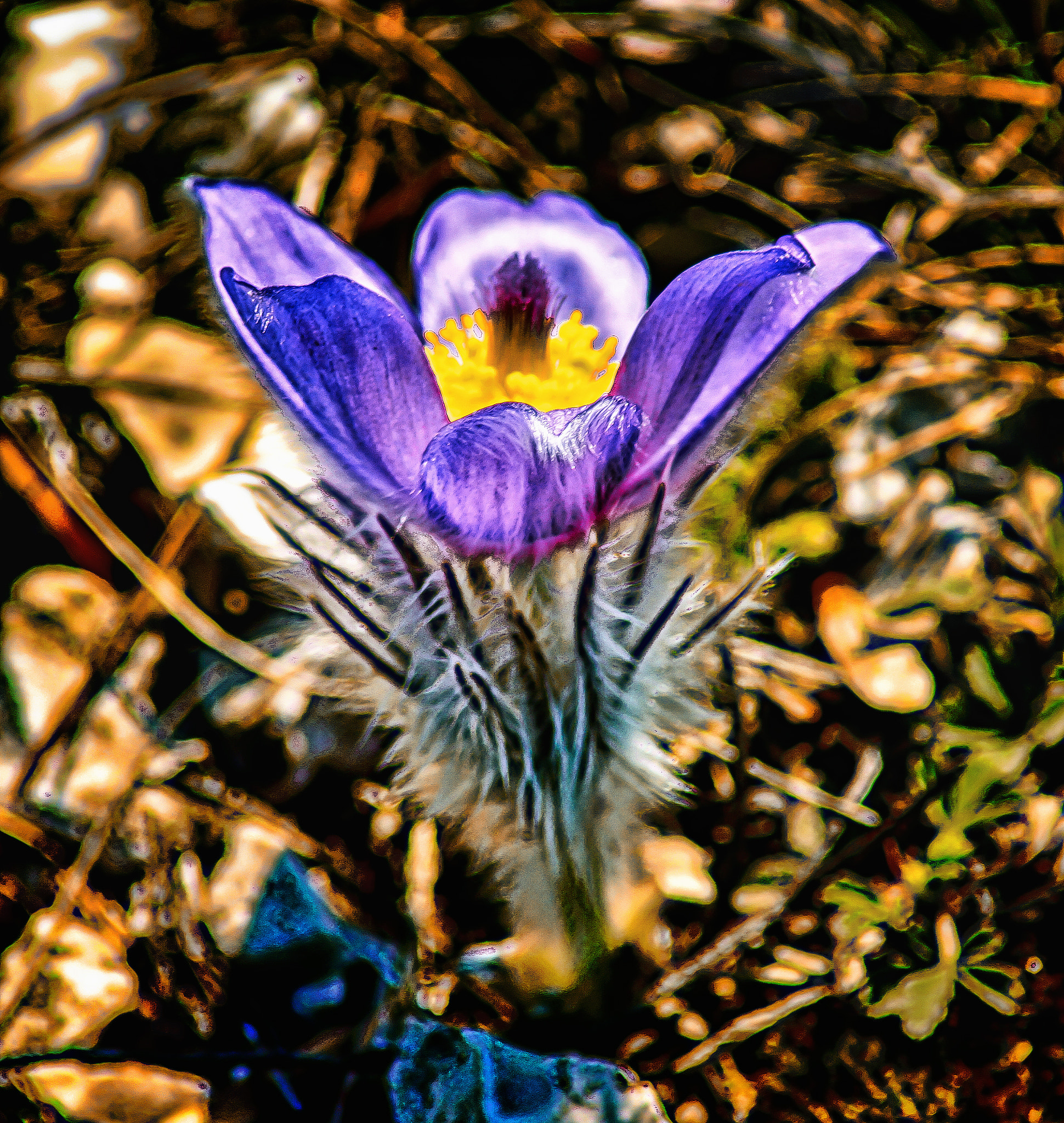 Sony SLT-A77 + Minolta AF 70-210mm F4 Macro sample photo. Anemone photography