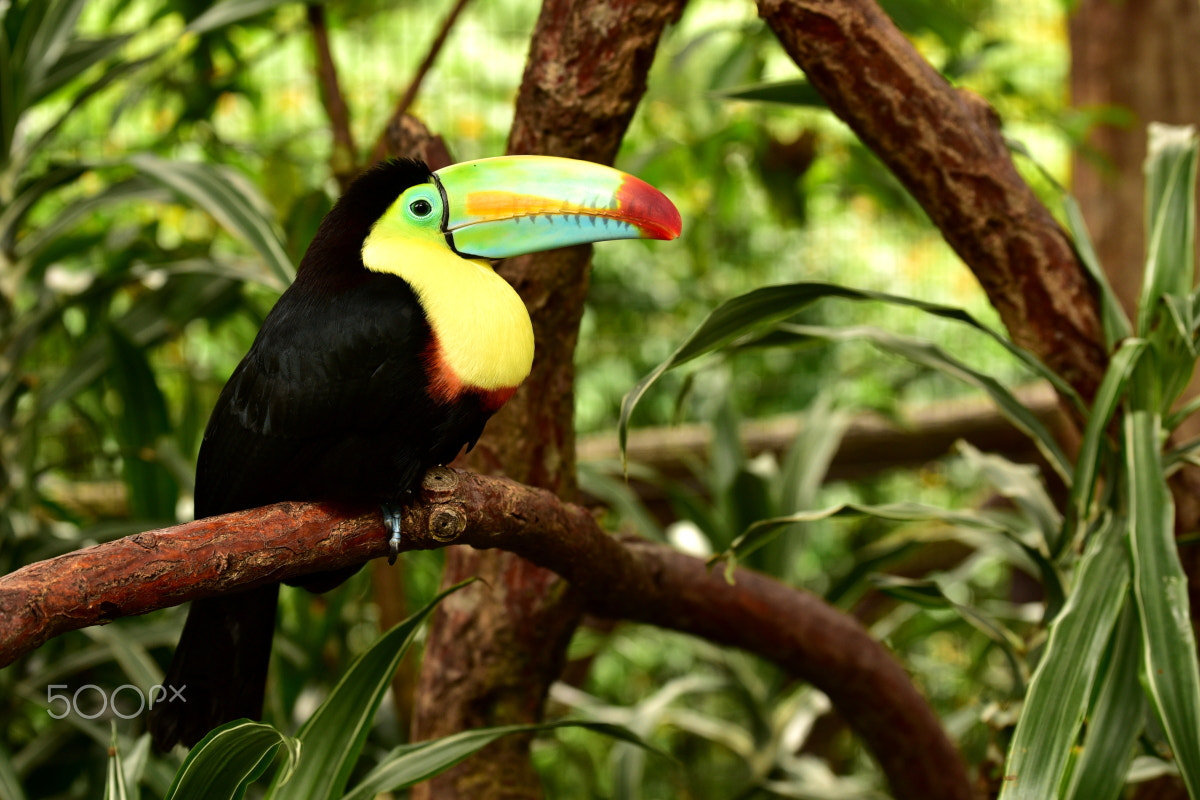 Tamron SP 70-200mm F2.8 Di VC USD sample photo. Keel-billed toucan photography