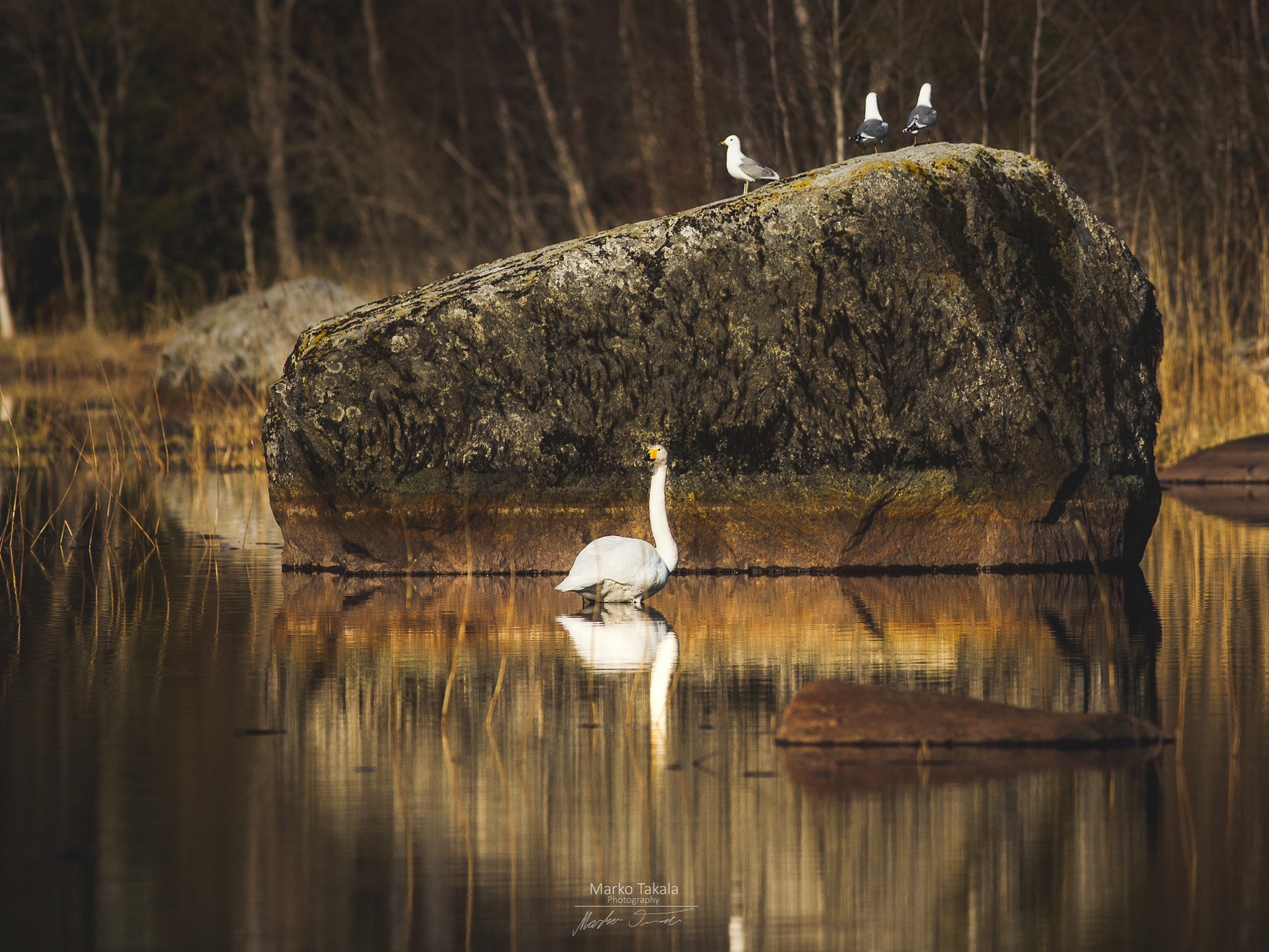 Canon EOS 5D Mark II + Canon EF 400mm F5.6L USM sample photo. Spring evening photography