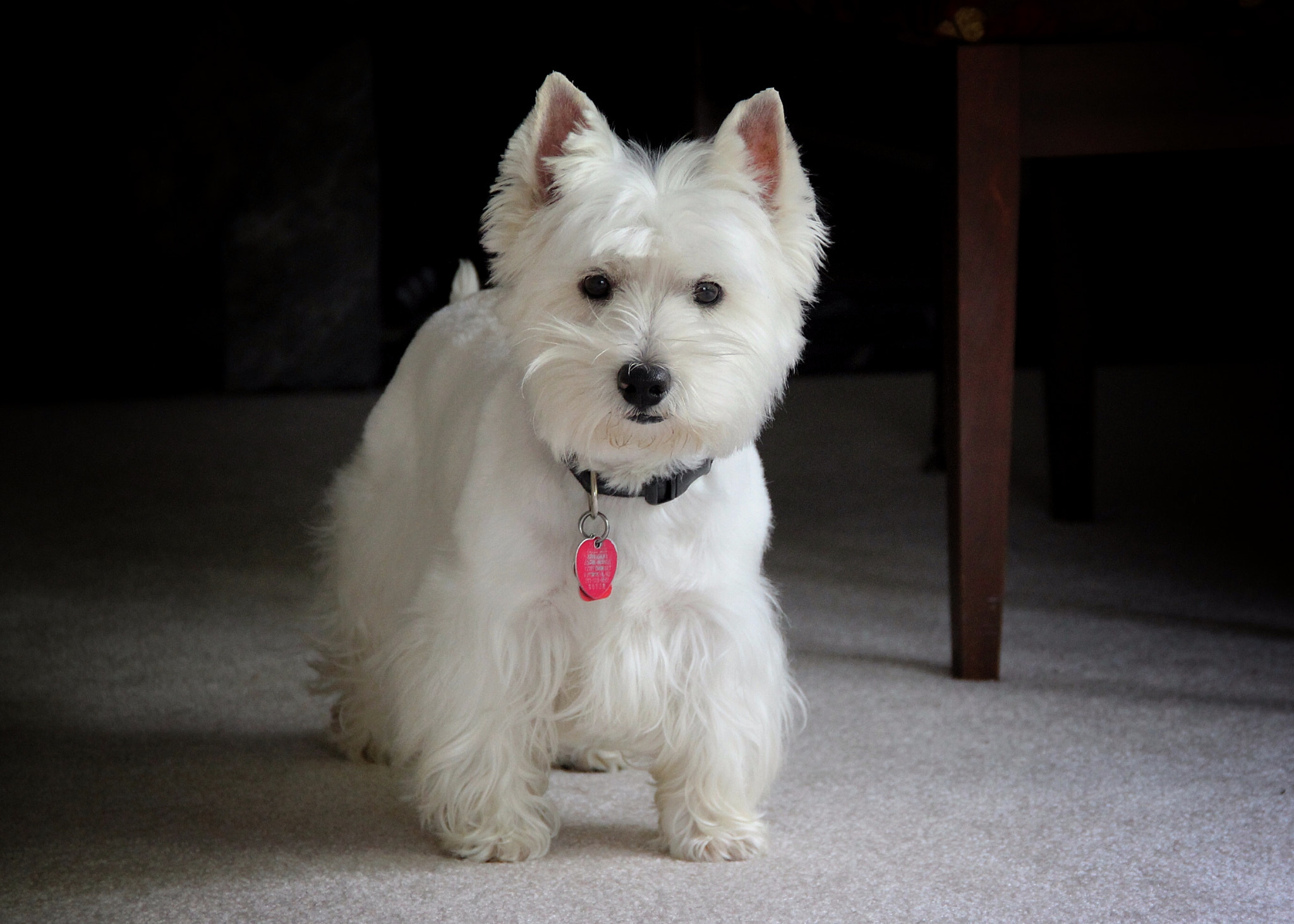 Canon EOS 600D (Rebel EOS T3i / EOS Kiss X5) + Canon EF-S 18-135mm F3.5-5.6 IS sample photo. Westie photography