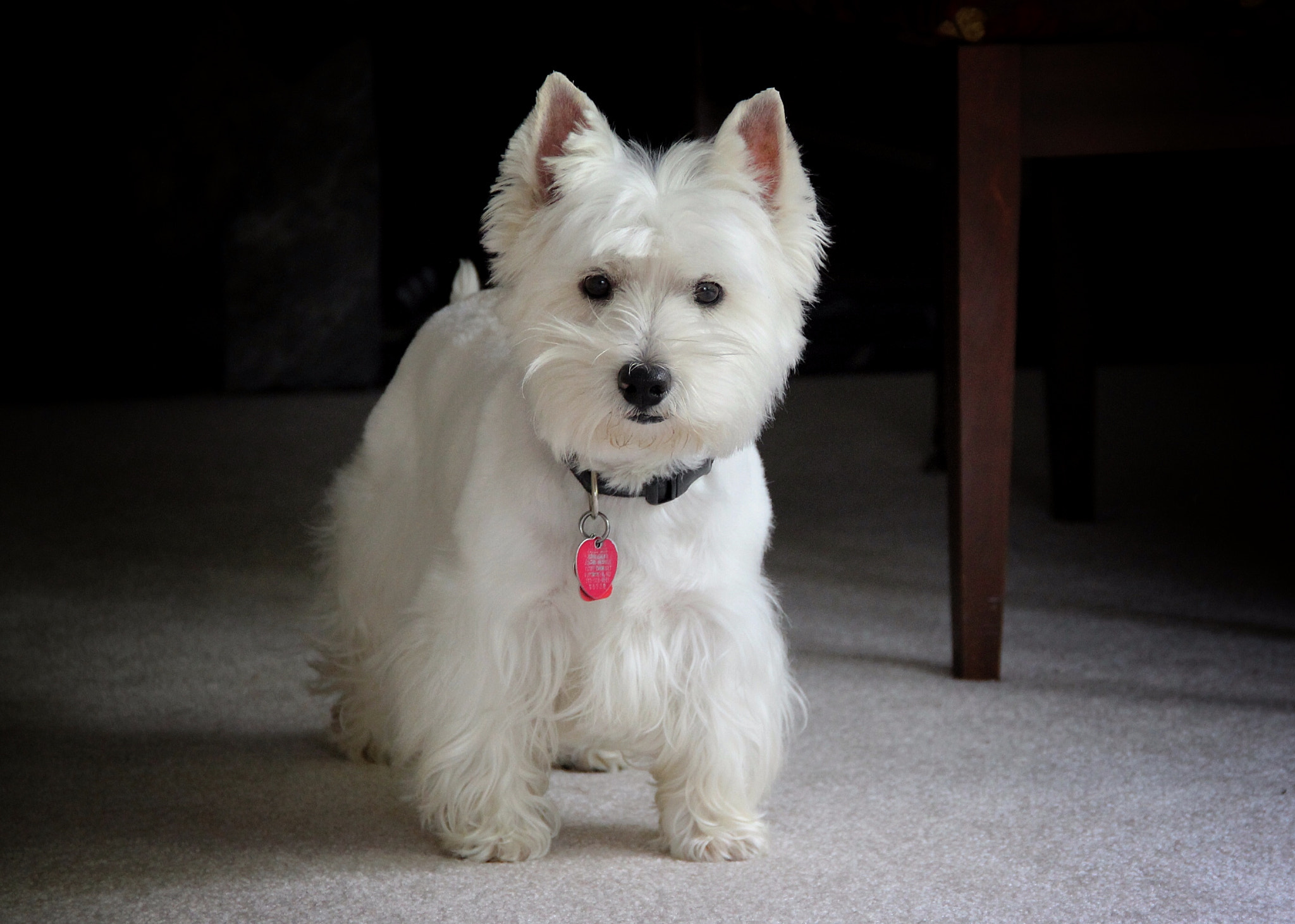 Canon EF-S 18-135mm F3.5-5.6 IS sample photo. Westie photography
